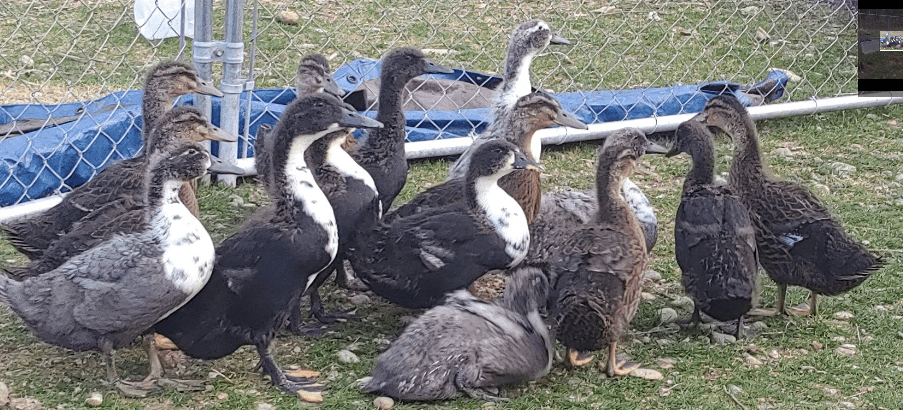 Straight run ducks, what did I get? BACKYARDDUCKS