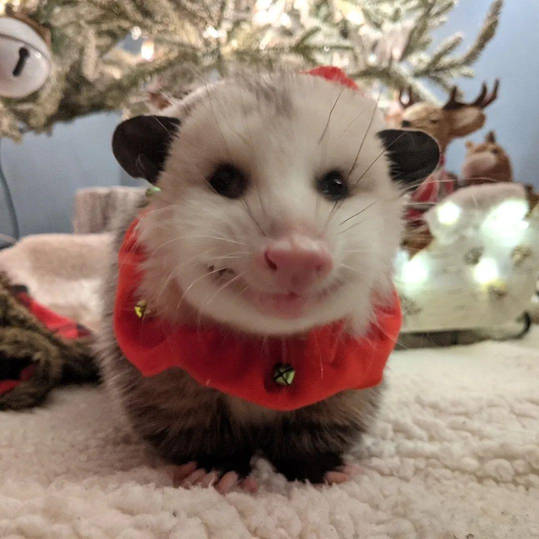 What a dapper gentleman r/Eyebleach