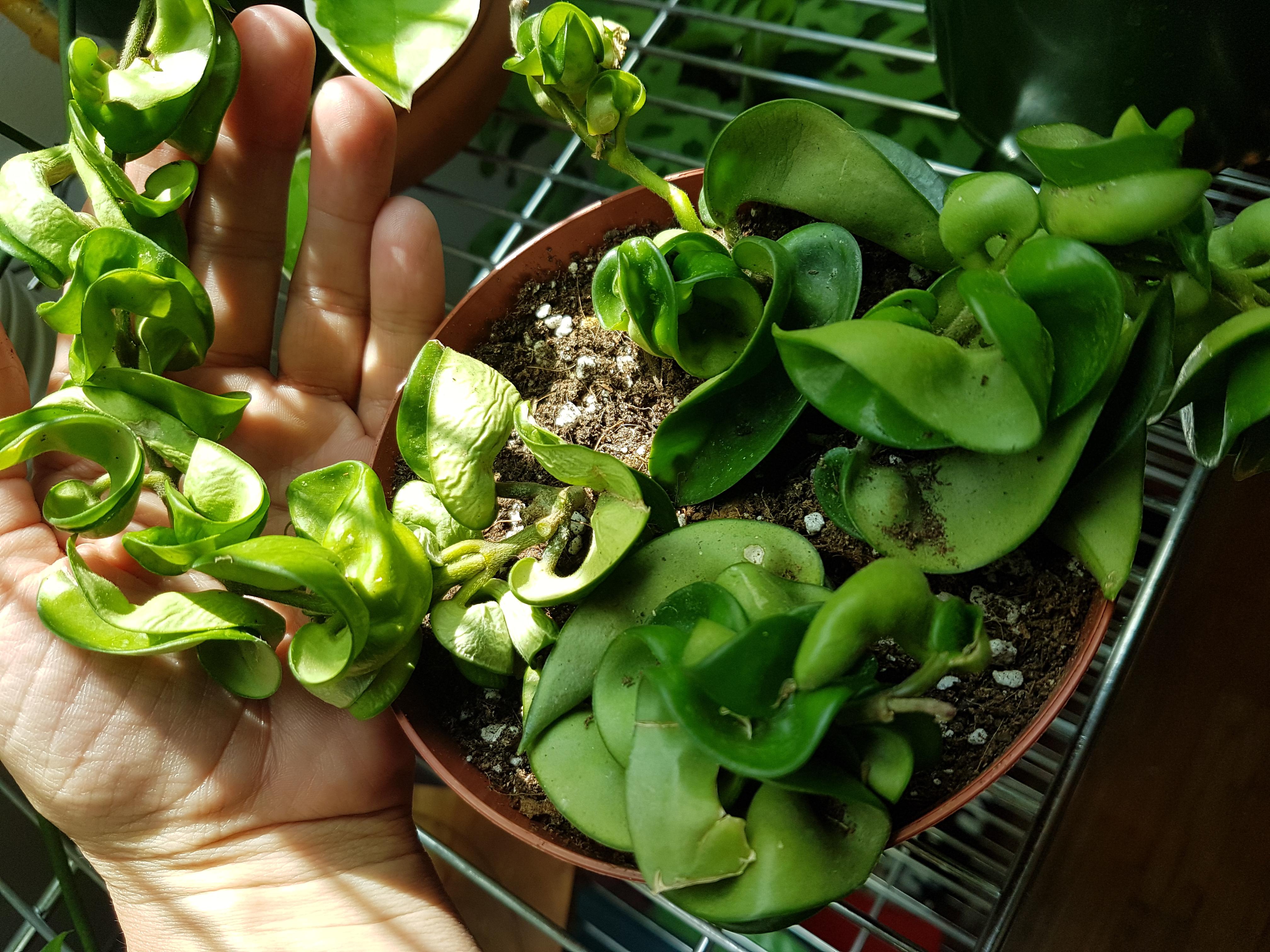 First hoya compacta. I got 4 stems bare root in the mail and planted