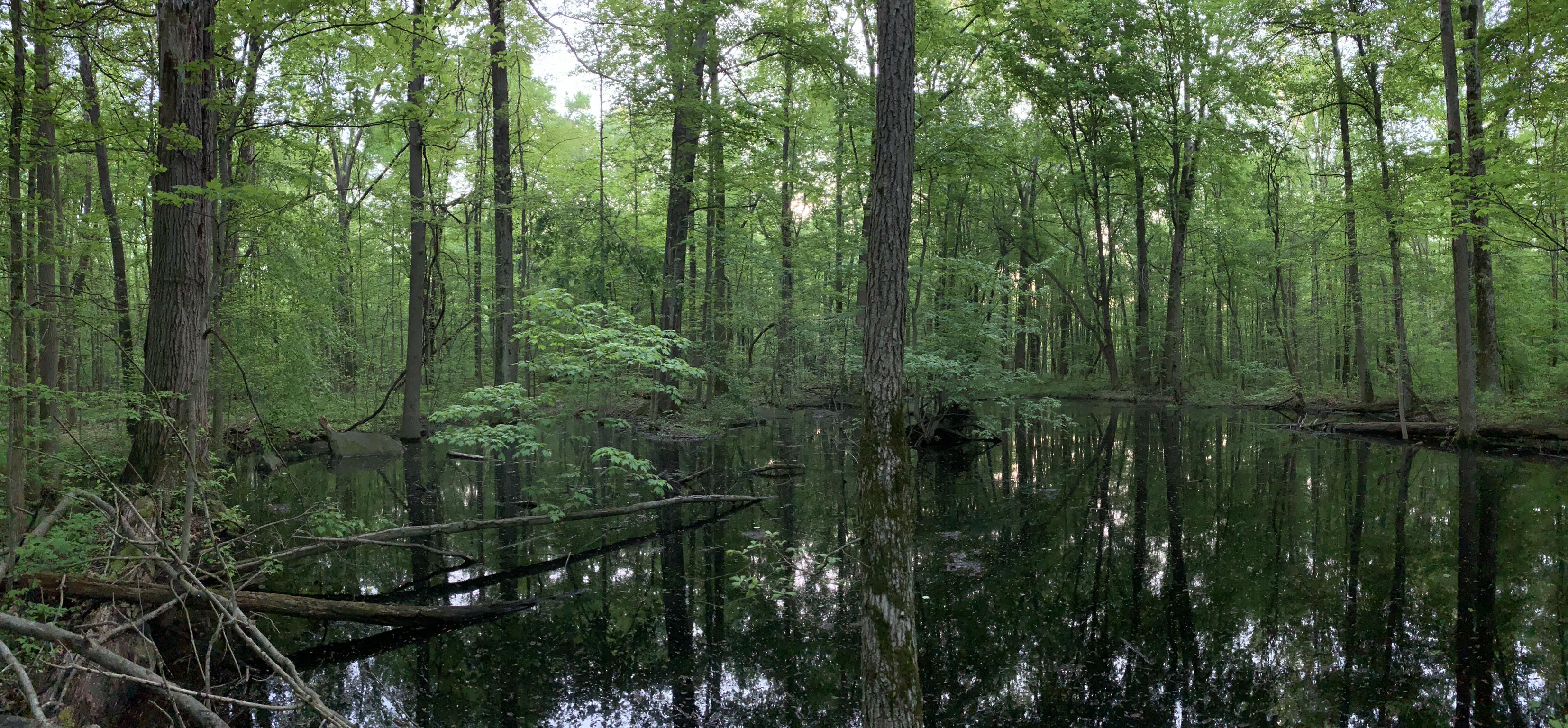 Bradley Woods Reservation, Westlake, OH r/Forest