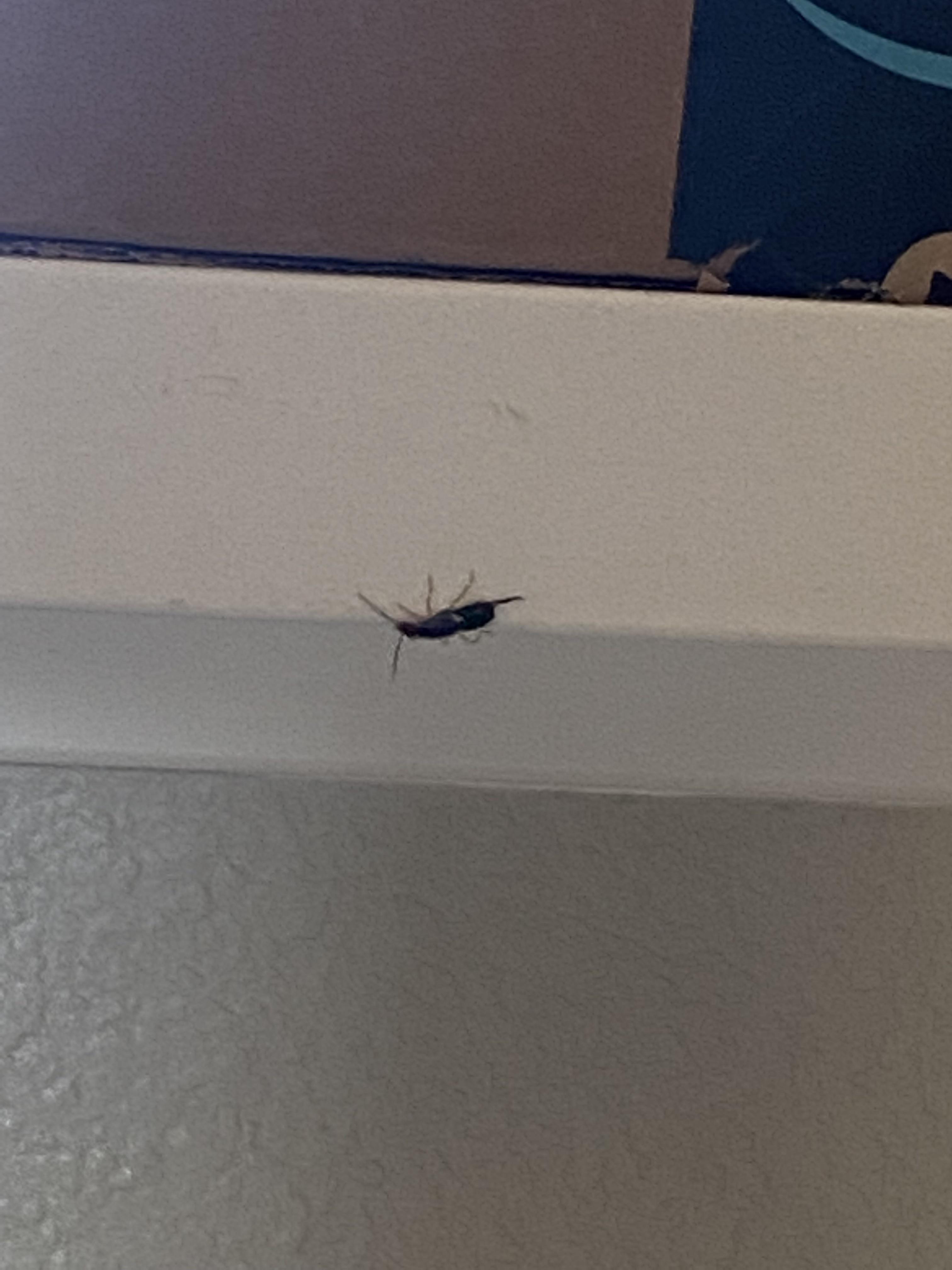 What kind of bug is this? I found it crawling on the countertop of my