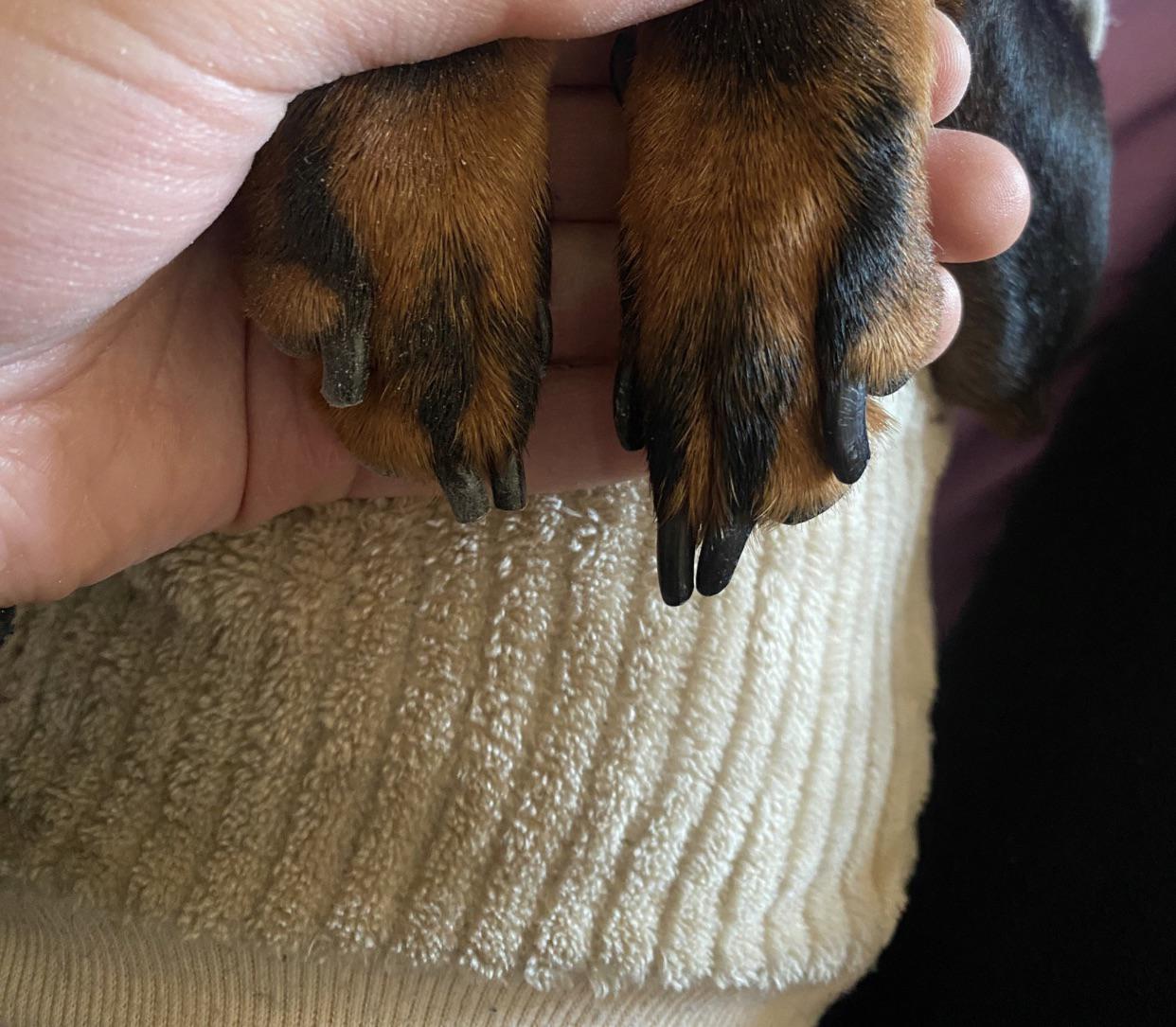 Why are my dog’s nails growing so fast? r/doggrooming