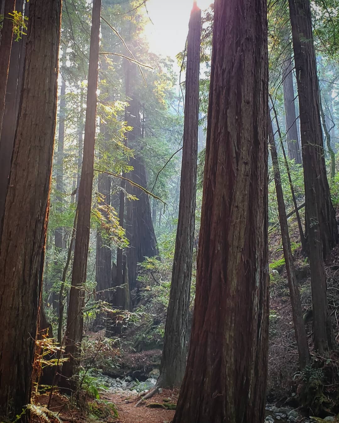 Red woods in Muir Woods National Monument [OC 0180x1350] r/EarthPorn