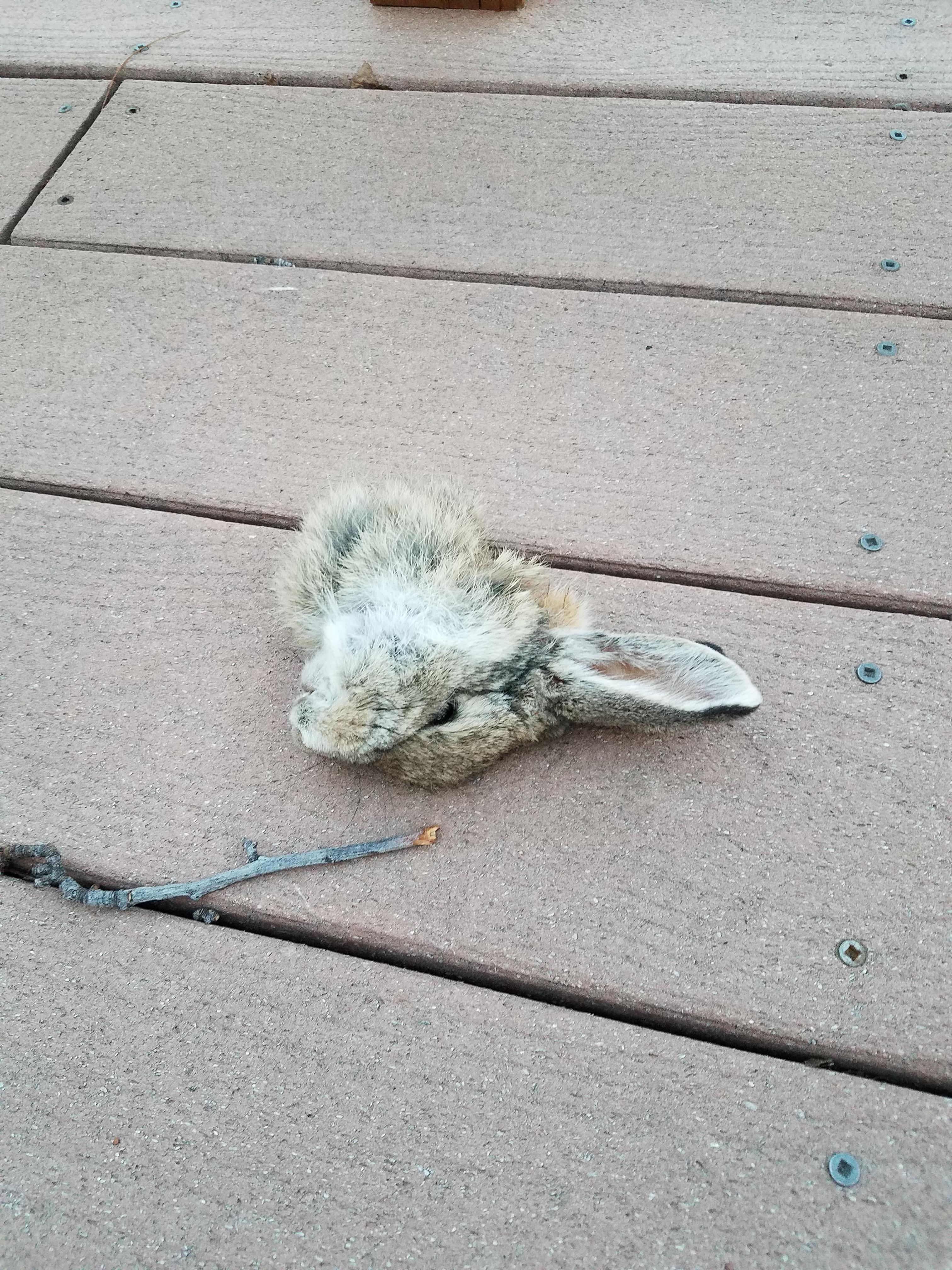 Came home to find this bunny head on my deck with no sign of the body