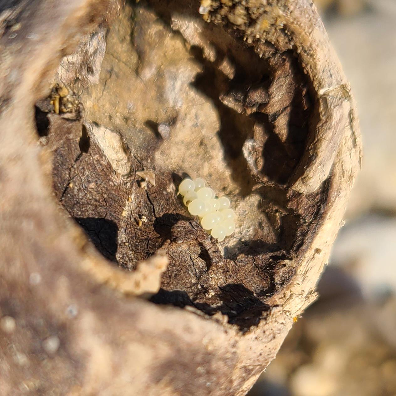 Can y'all tell if these are snail eggs and if they are, can I put them