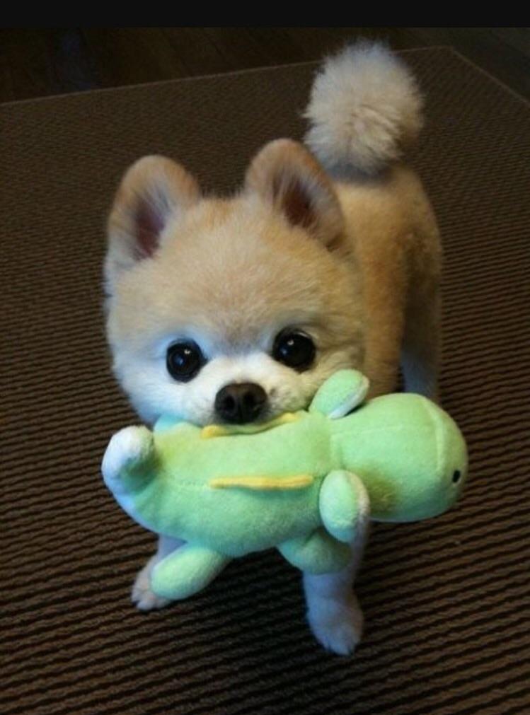 Heres a picture of a puppy playing with his favorite toy aww