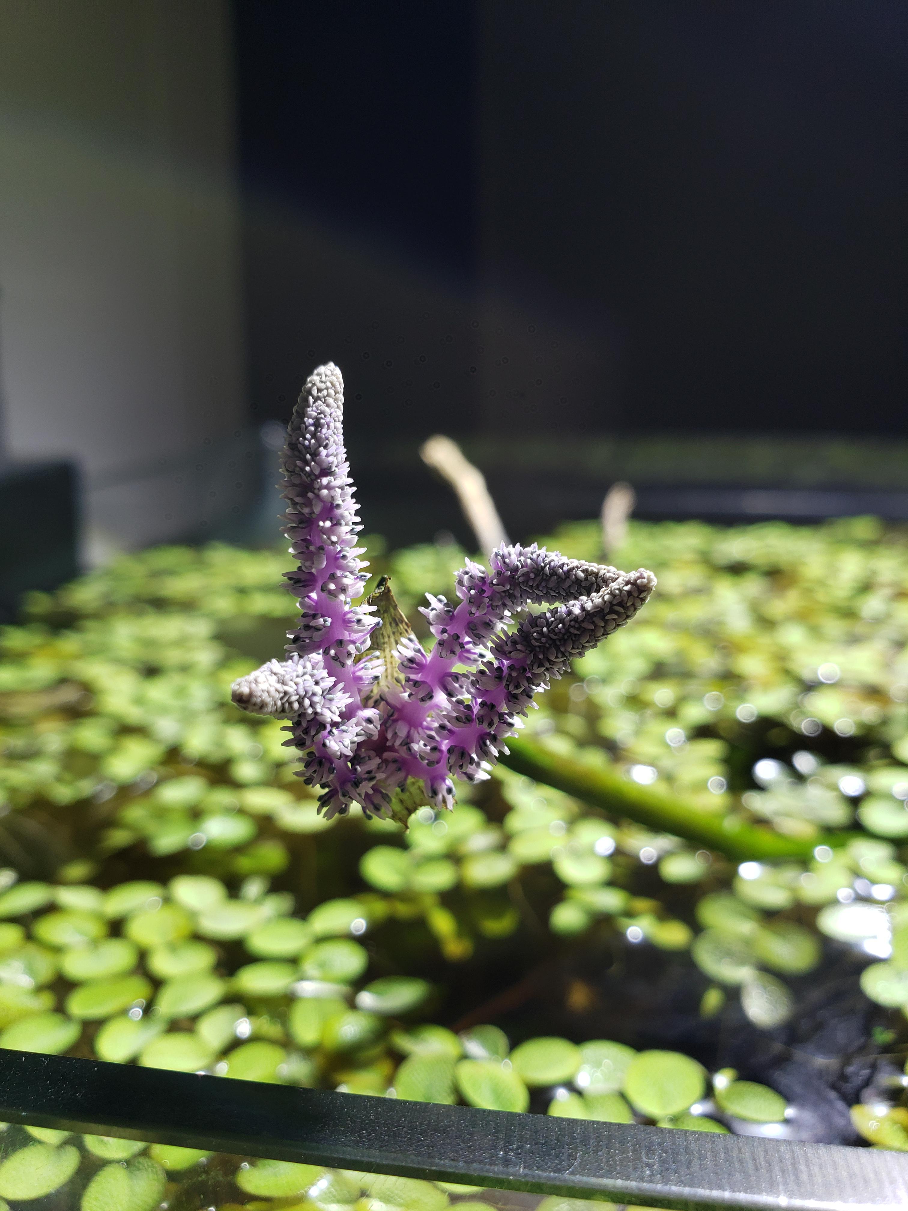 Madagascar lace flower, partially open PlantedTank