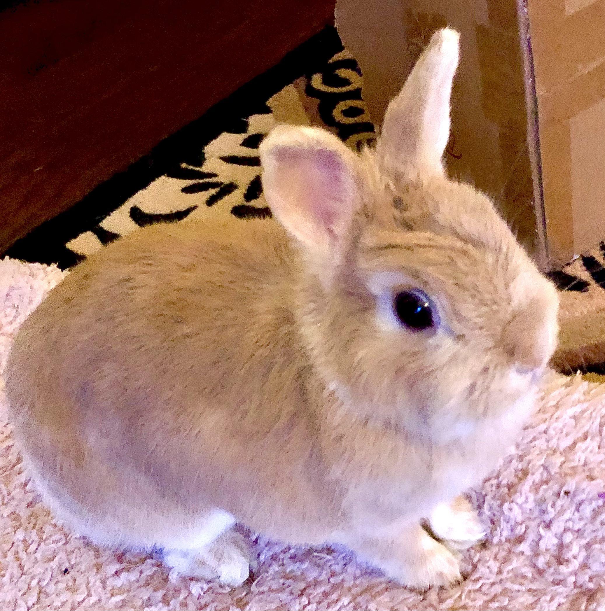 My perfectly toasted bun. Rabbits