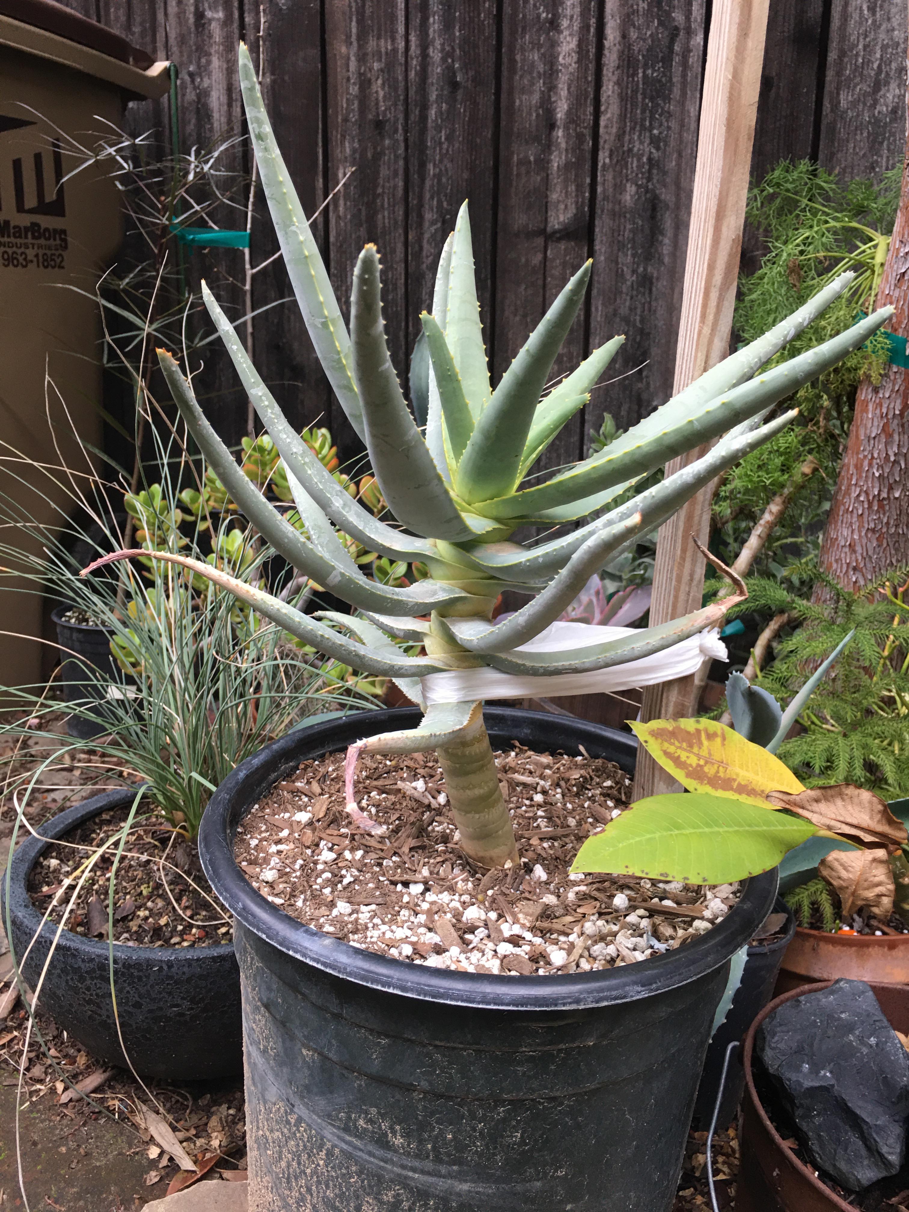 Picked up this aloe tree today for a deal. It was unmarked, so I’m not
