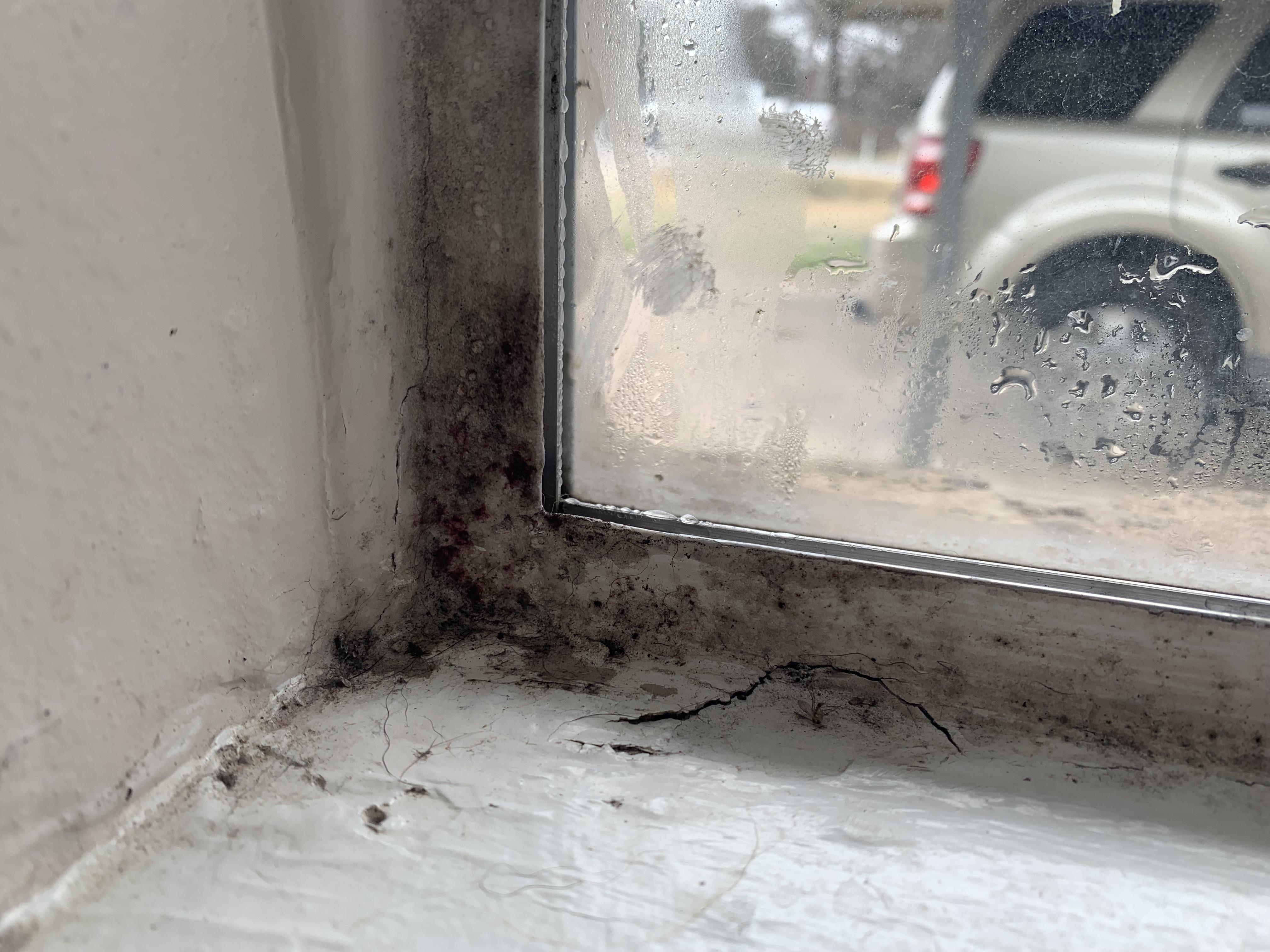 Can anyone tell me if this is black mold? The windows in my home