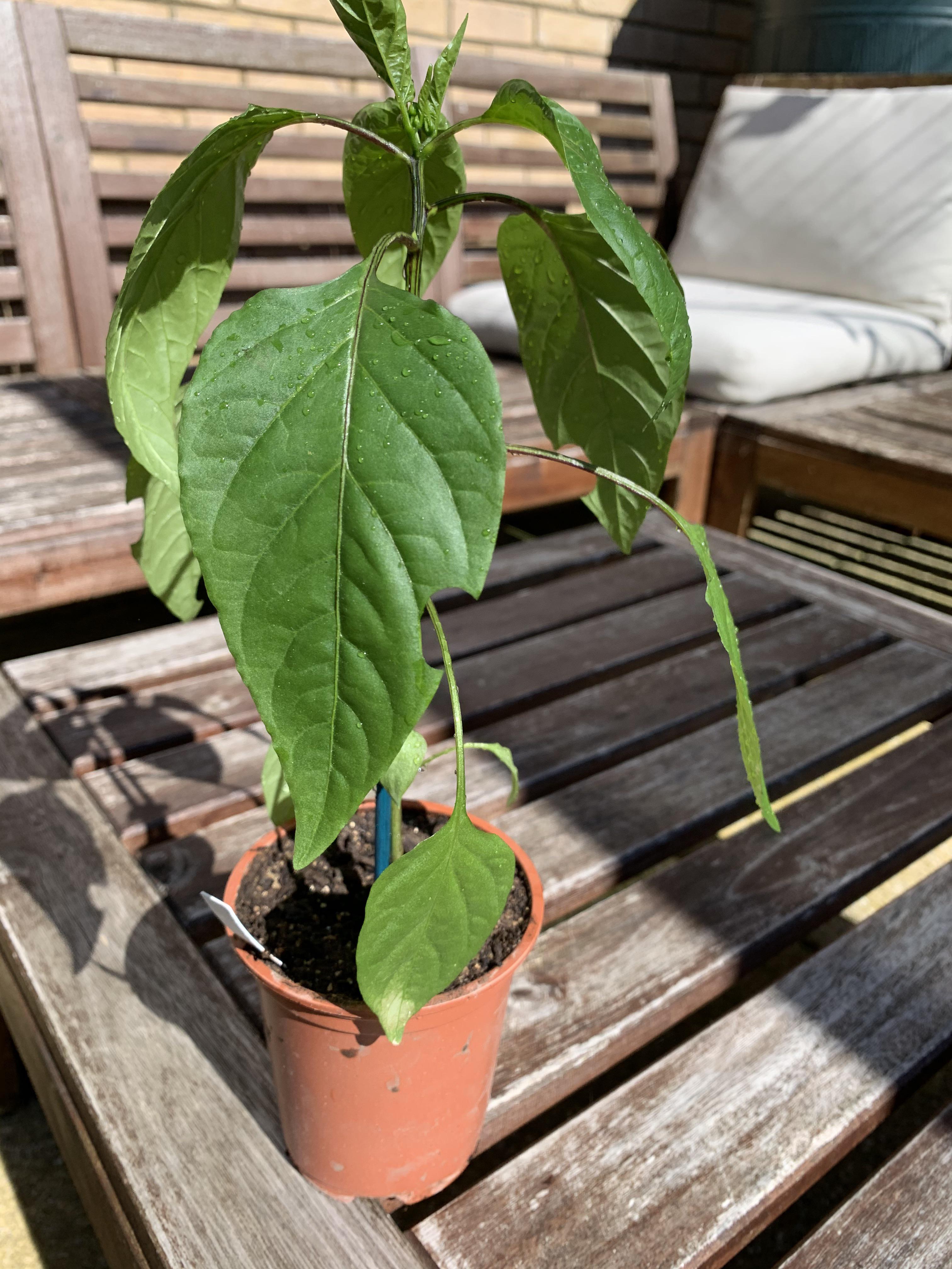 What is eating my pepper plant leaves? r/GardeningUK