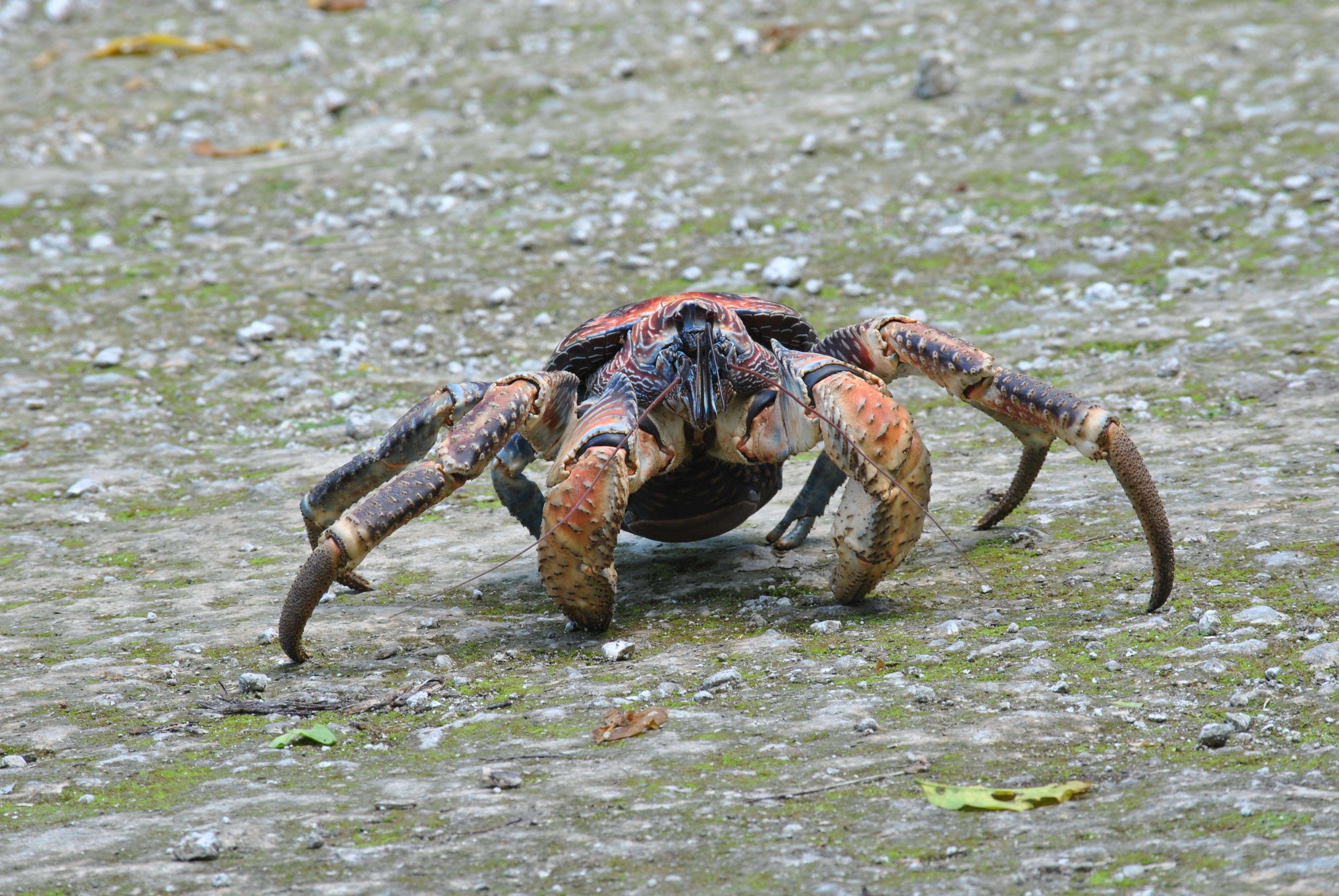🔥 Coconut Crab Christmas Island r/NatureIsFuckingLit
