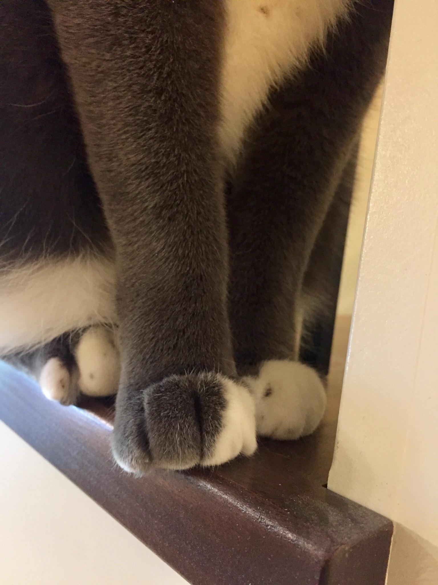 Mouse has the cutest paws 😸 r/cats