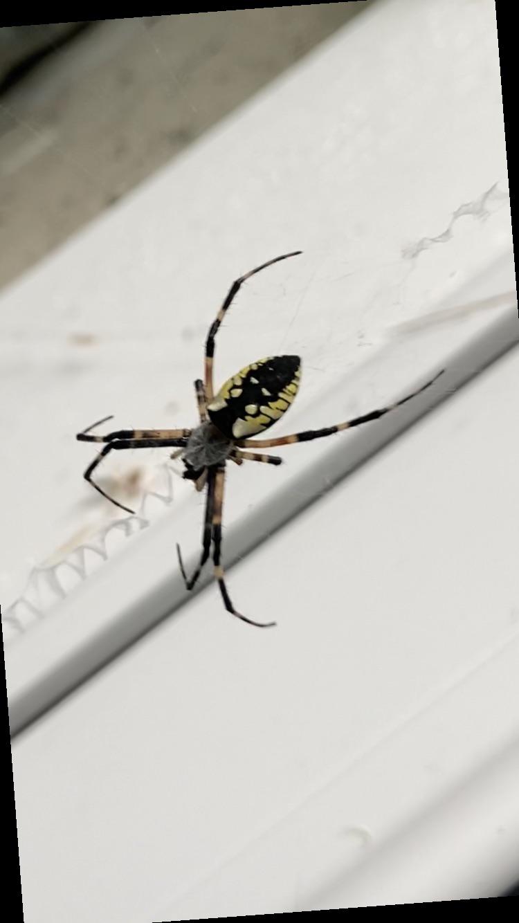 Photo taken in North Dakota. It’s a very large spider for these parts