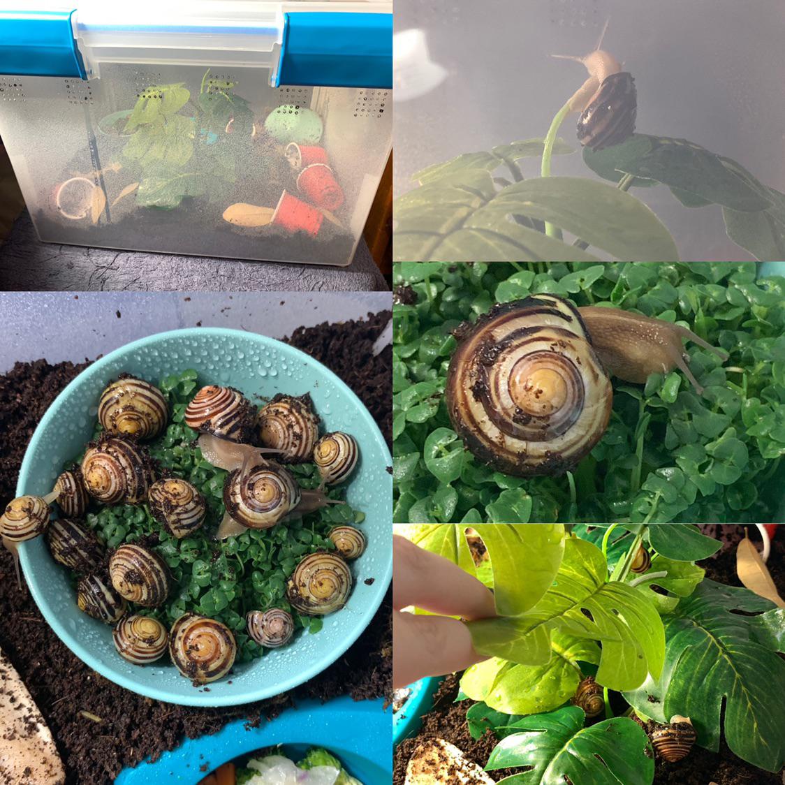 Snails got a new tank and a fake plant today!! They seem really happy🥰