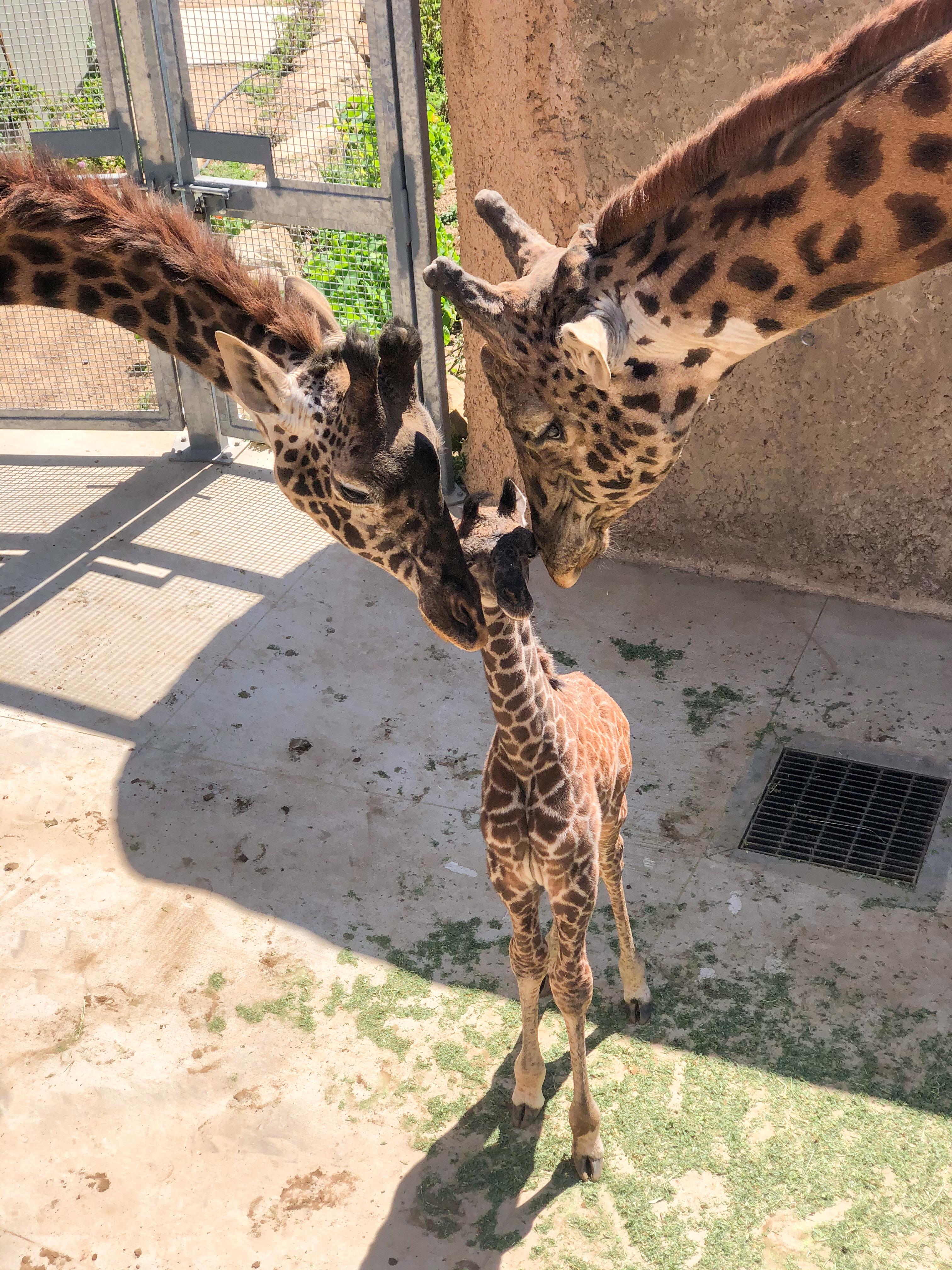 First family photo Santa Barbara Zoo r/aww