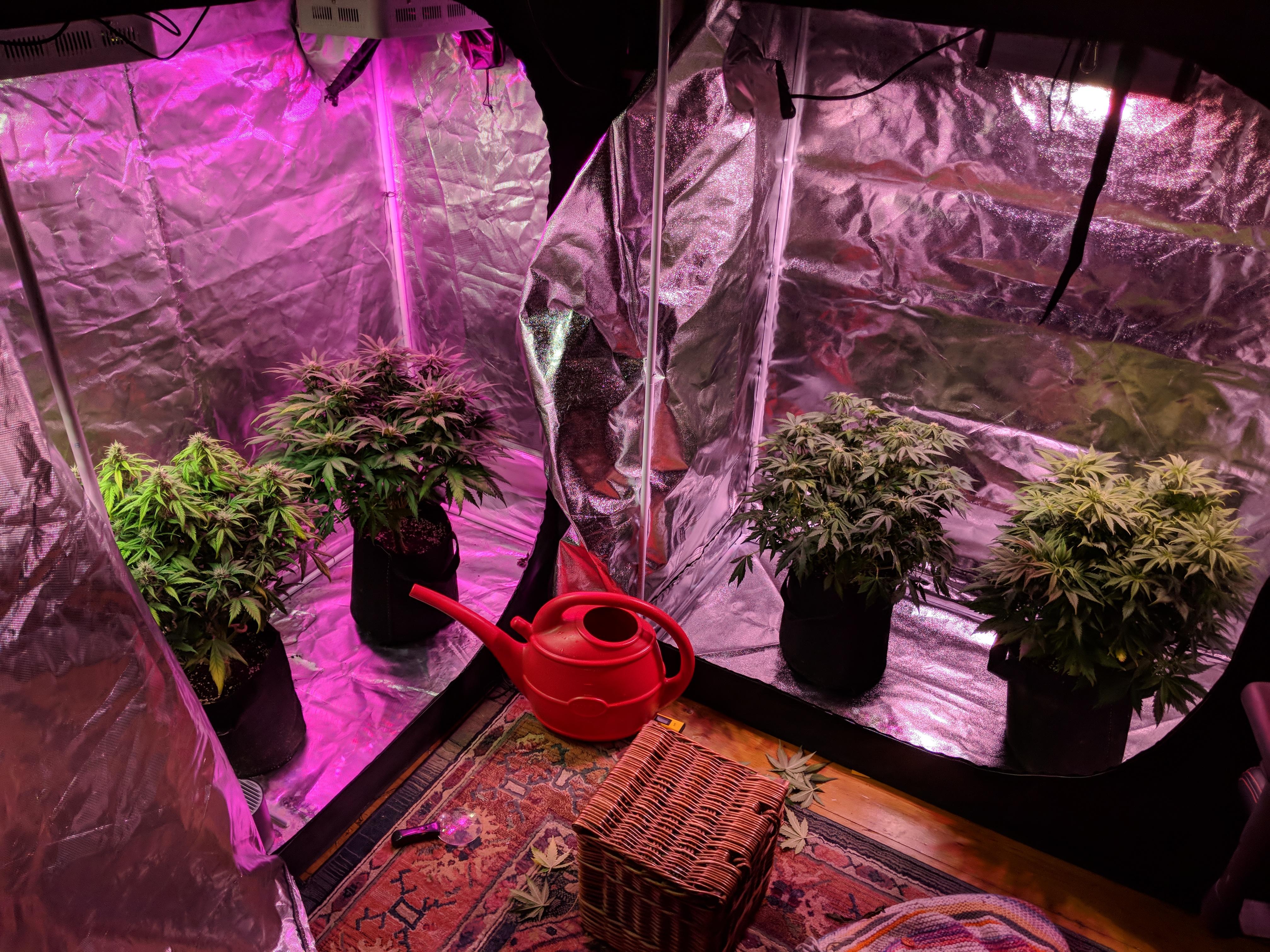 My four topped ladies. Candy Kush auto > Tangiematic > Masszar auto