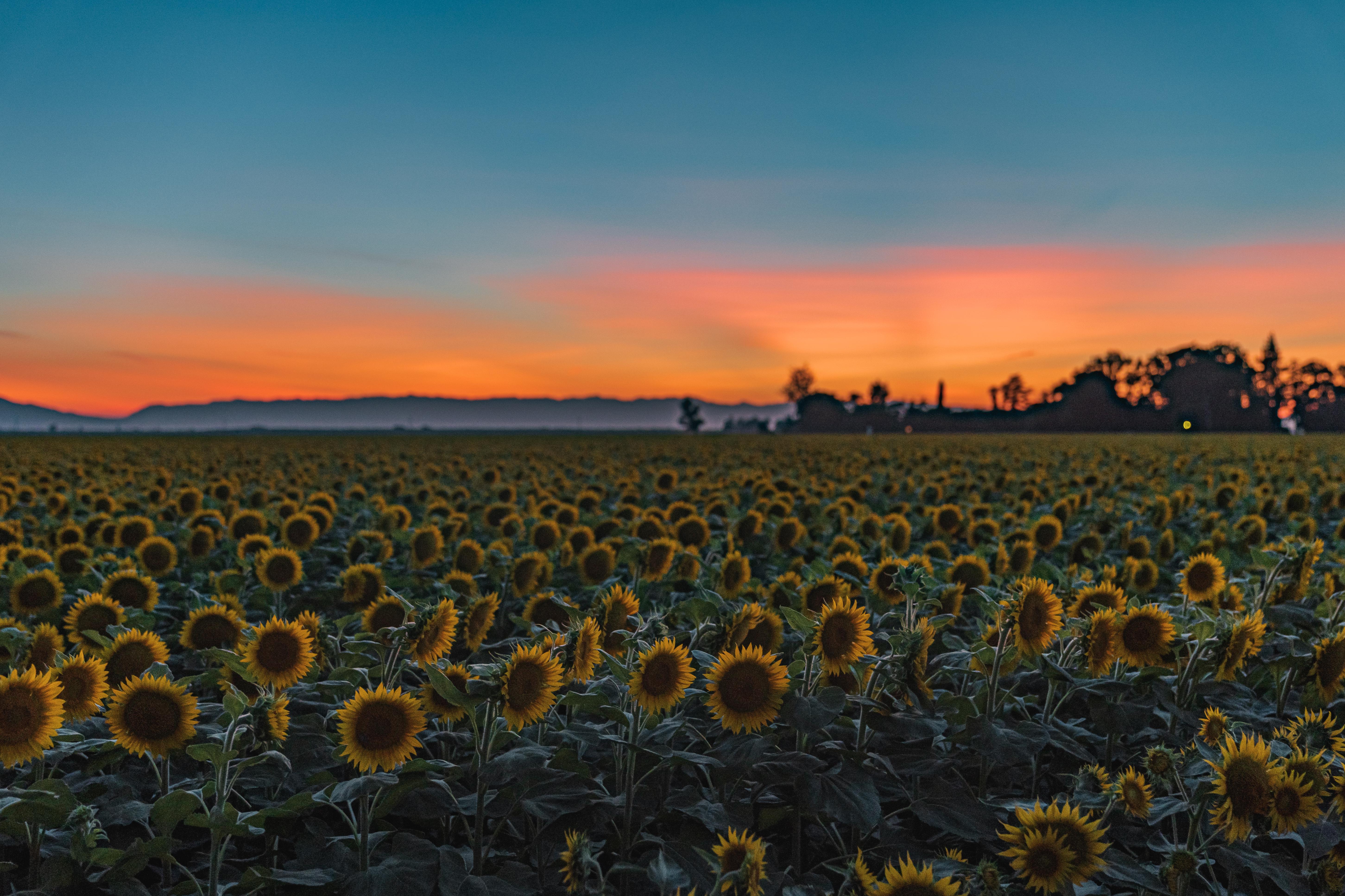 The sunflower fields are in full bloom in Dixon, California! [OC