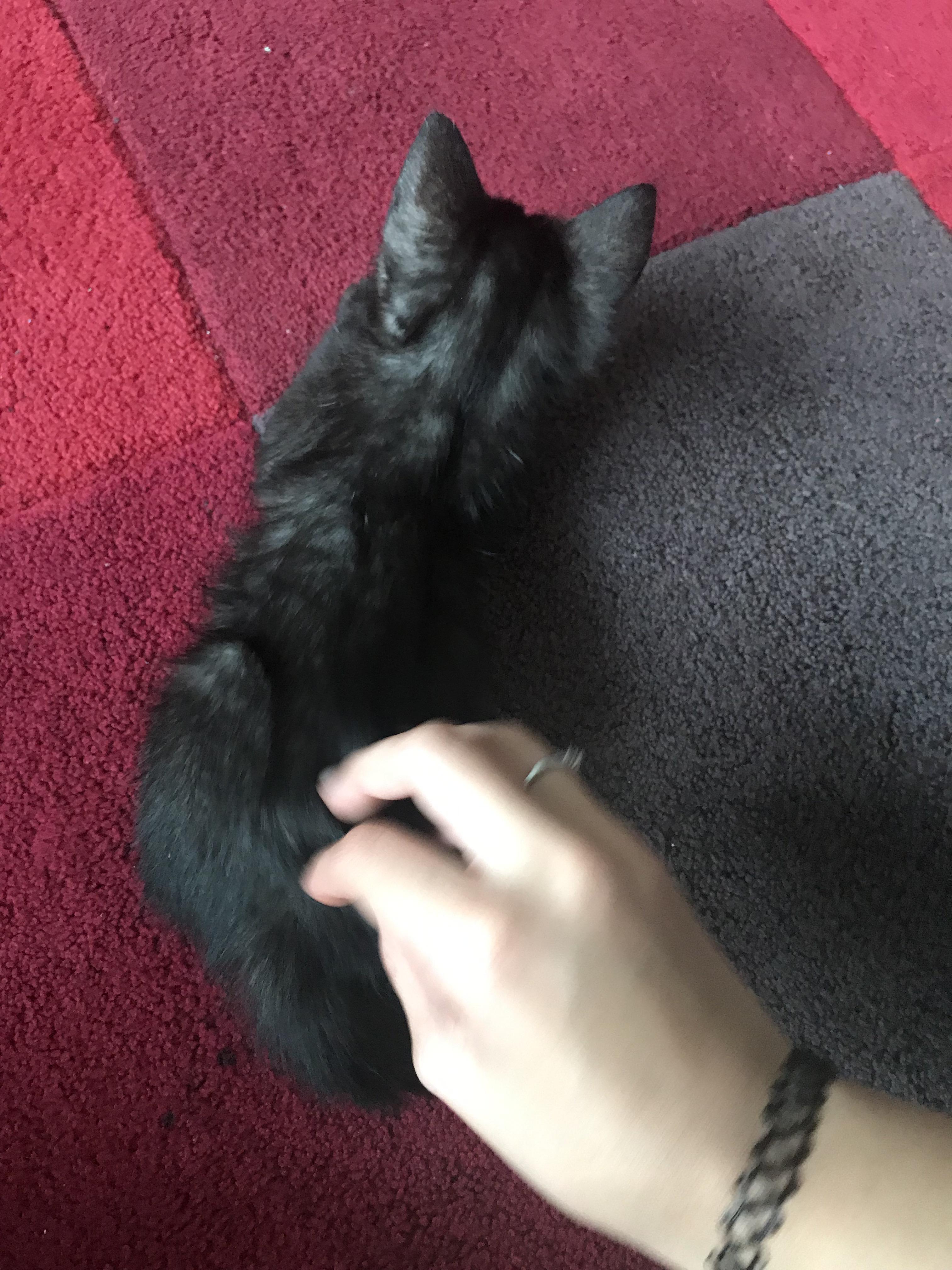 Hey everyone! I’m putting theses 2 black ish grey kittens for adoption