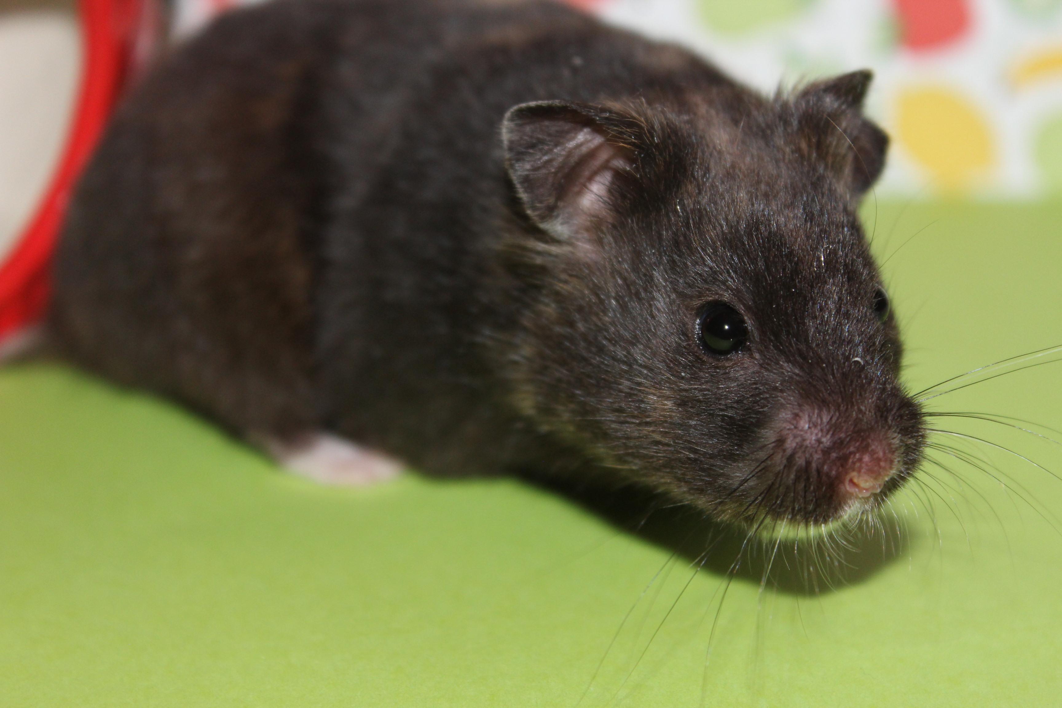 Marigold is now over 3 months old! She's grown up so fast! r/hamsters