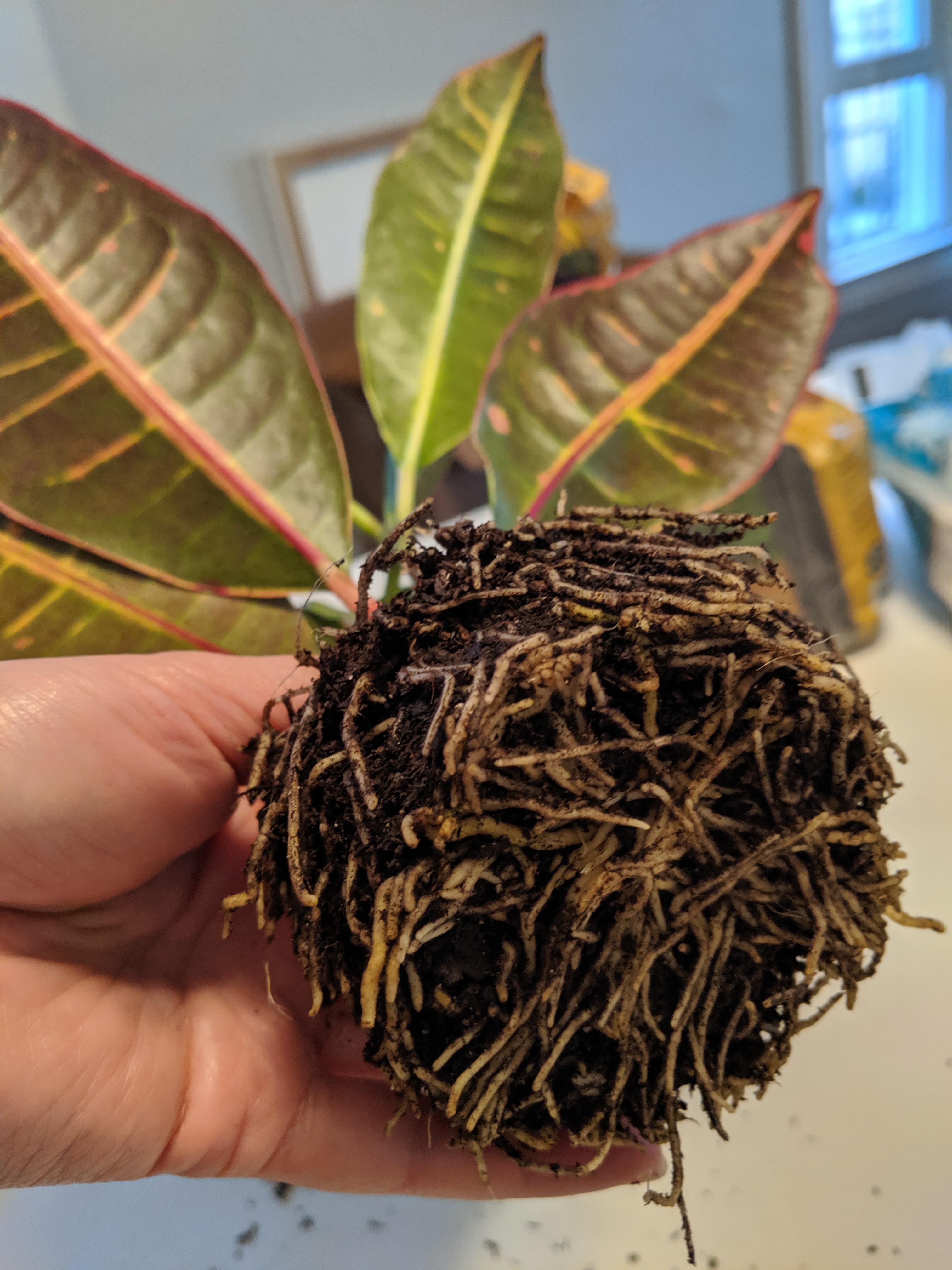 My croton's roots r/rootedporn