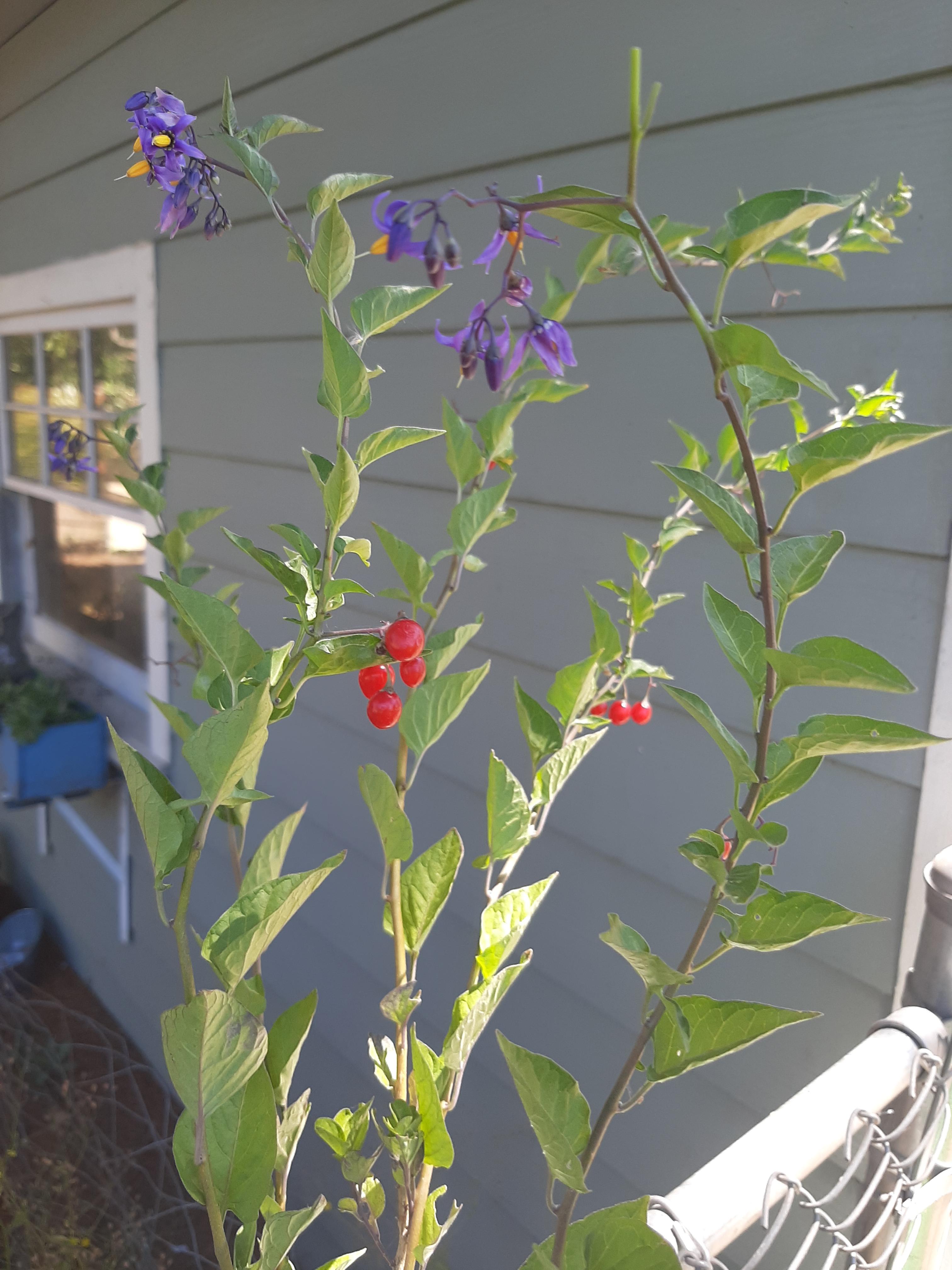 Just a PSA, this is what deadly nightshade looks like! I came across