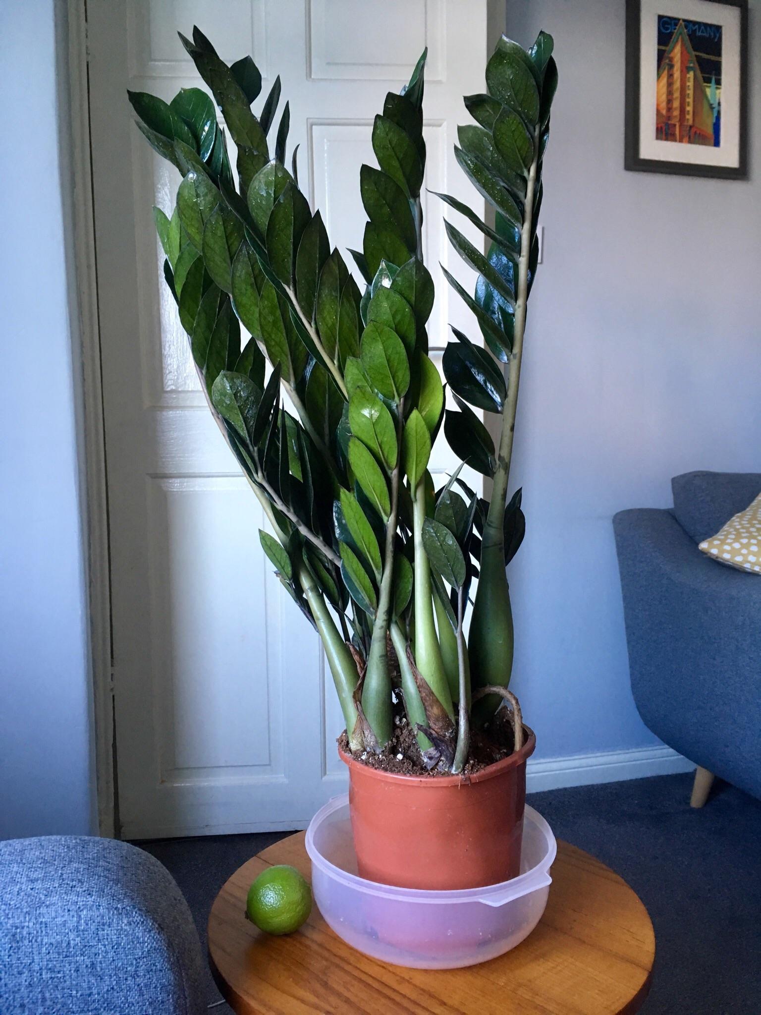 New ZZ plant! I need to repot as it’s rather top heavy. (Lime for scale