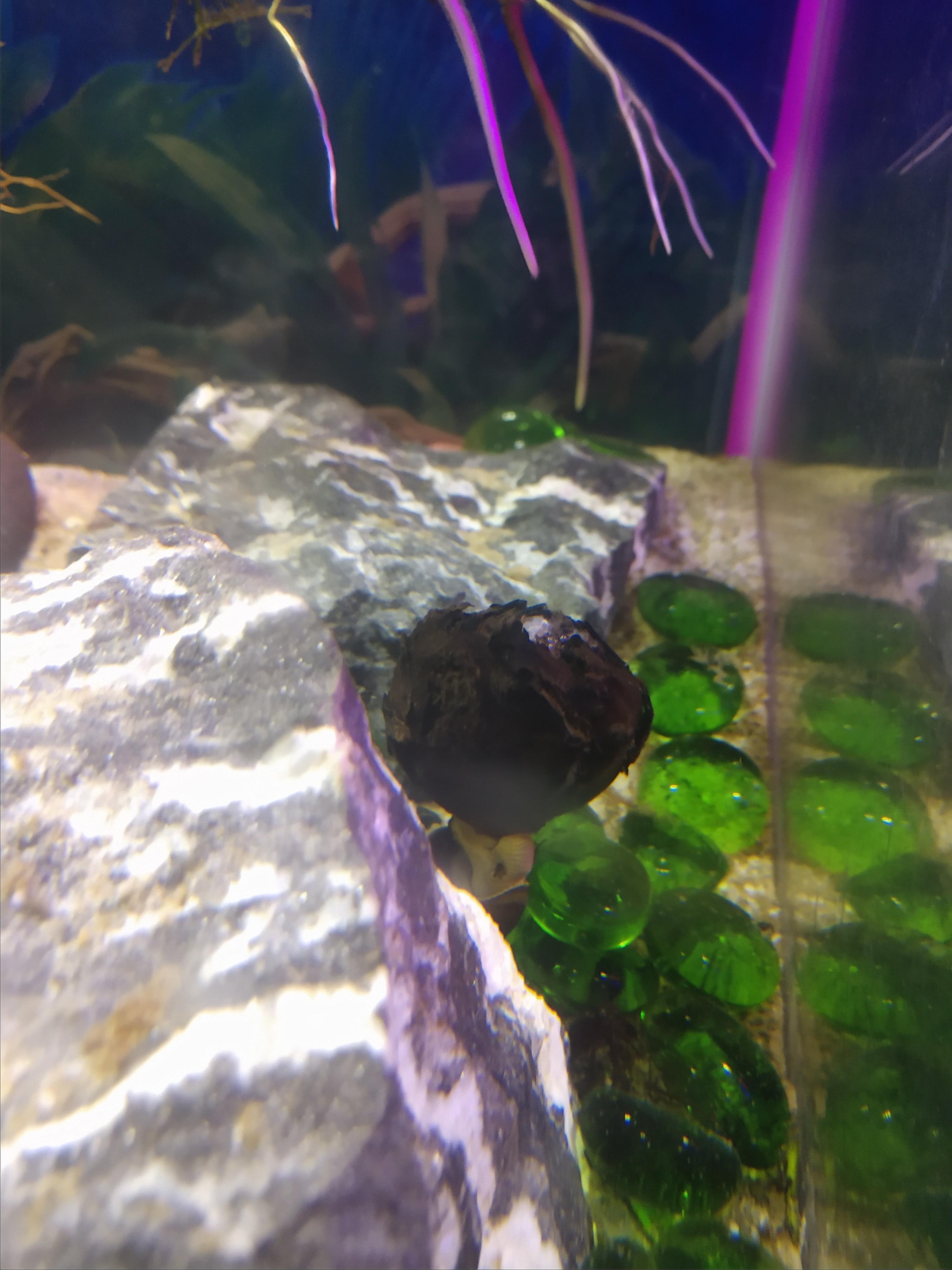 My rabbit snail pulled down the entire water lily bulb and