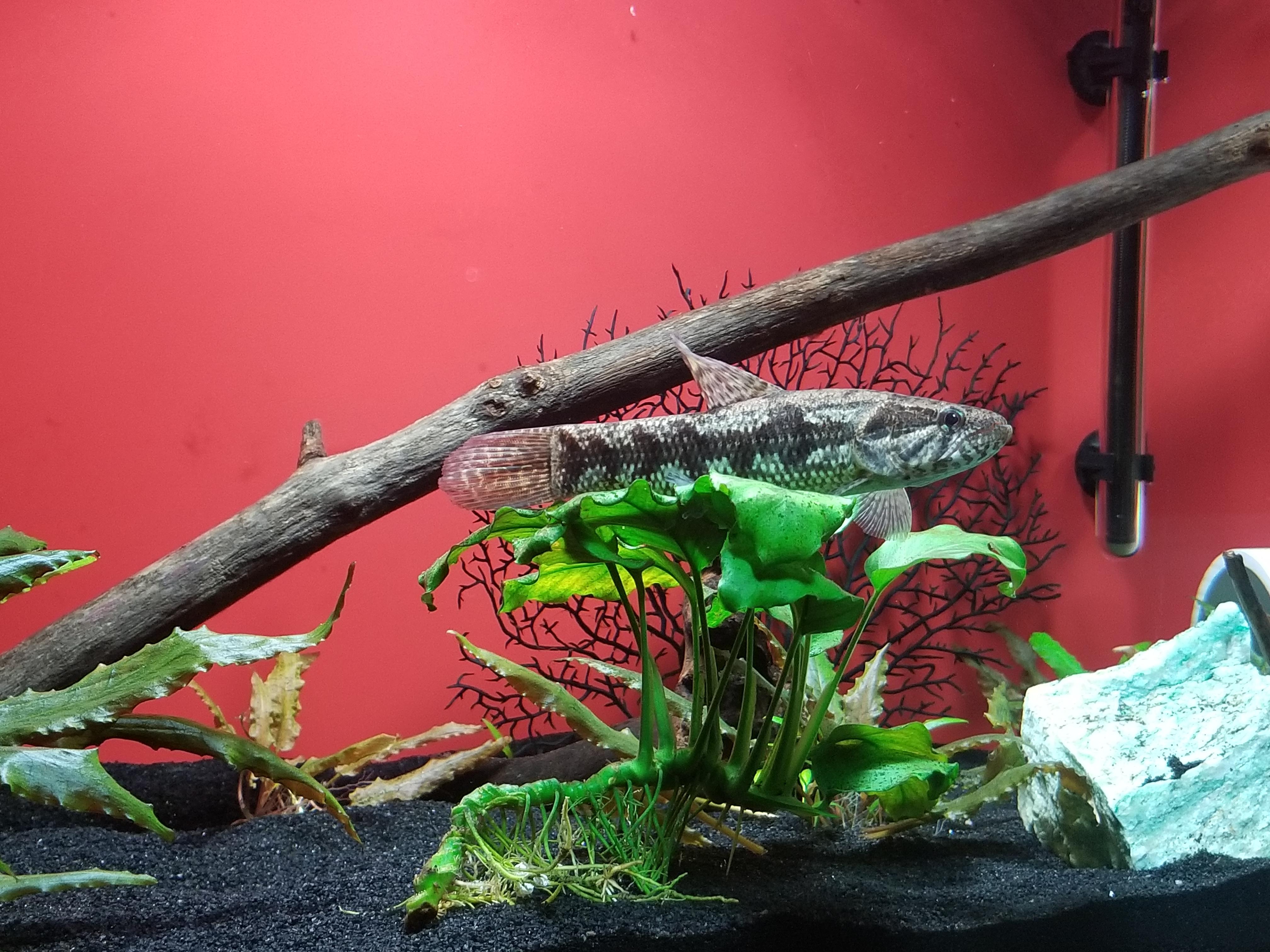 Even monster fish like a comfy cozy anubias bed r/Aquariums