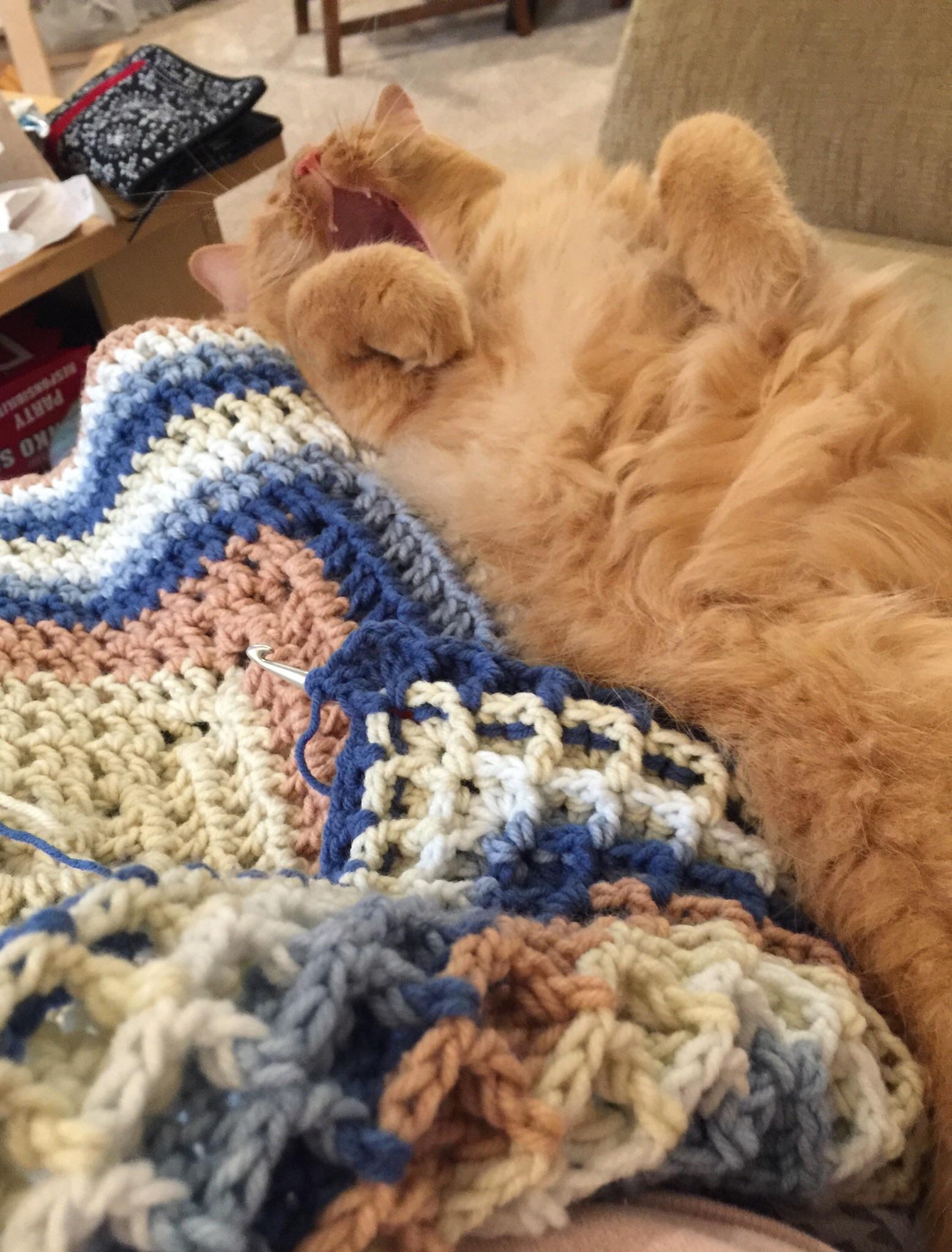 Zaz is very relaxed next to my cozy blanket inprogress r/Kitting