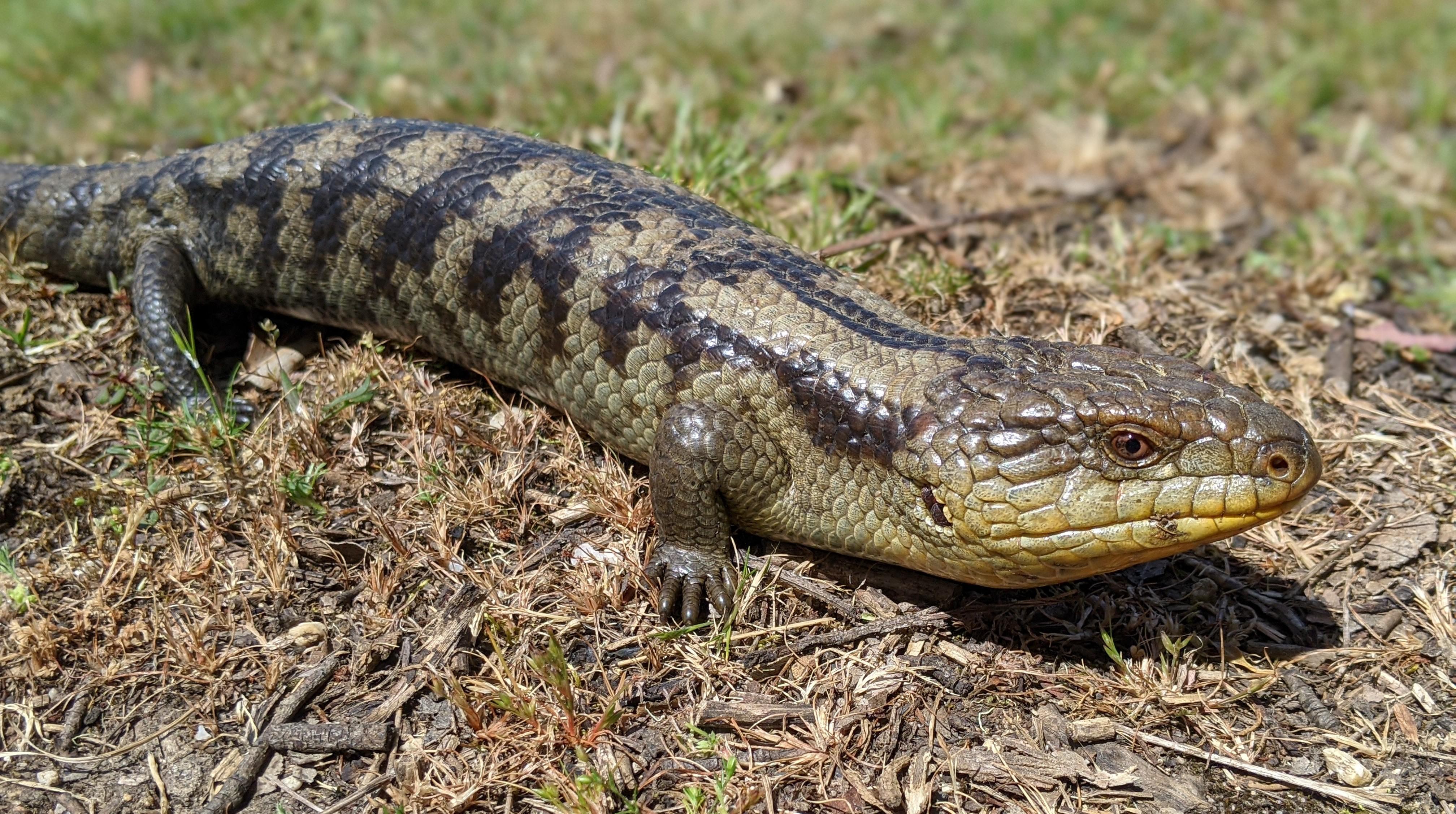 Organic snail control. Blue tongue lizard in Tasmania, one