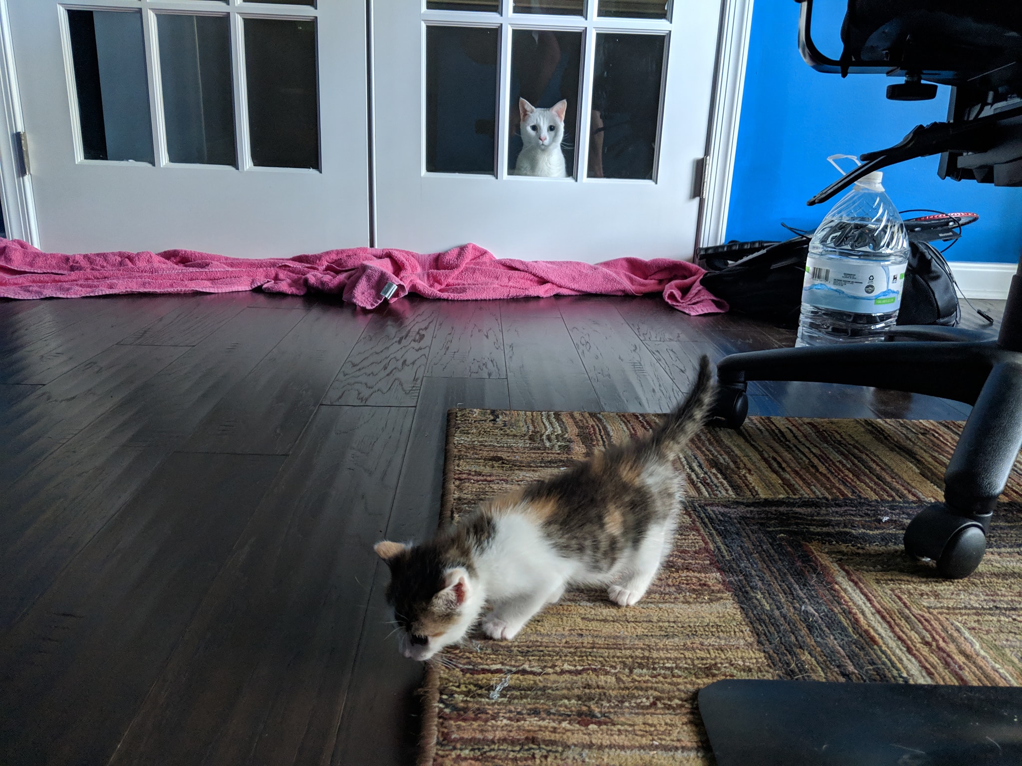 PsBattle Older cat watches over a new kitten