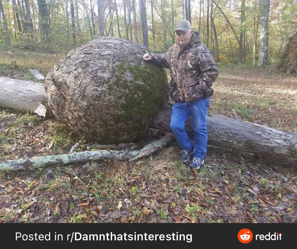 A friend cut down this White Oak with a huge burl but doesn’t know how
