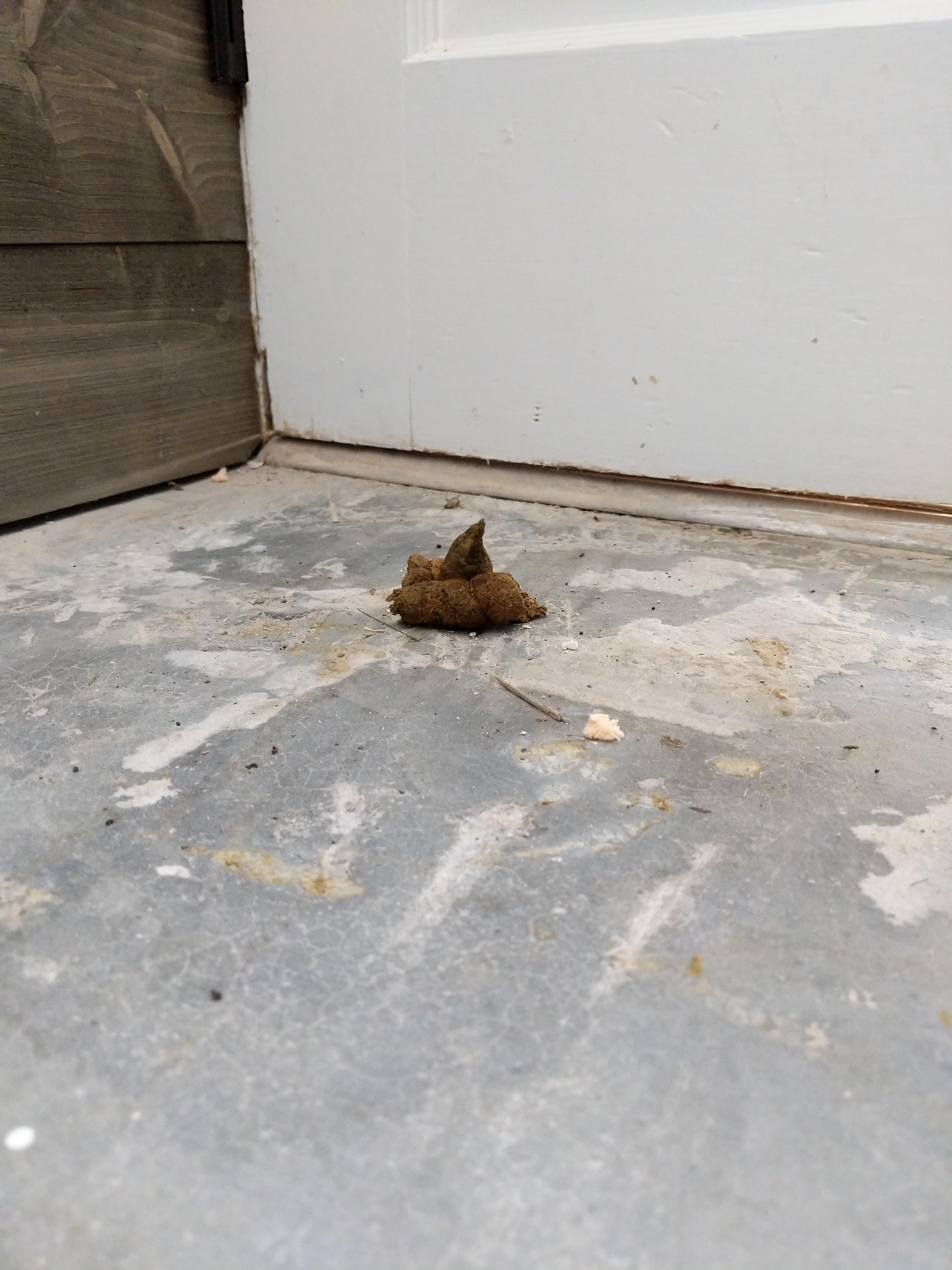 My cats poop actually looks like the emoji mildlyinteresting