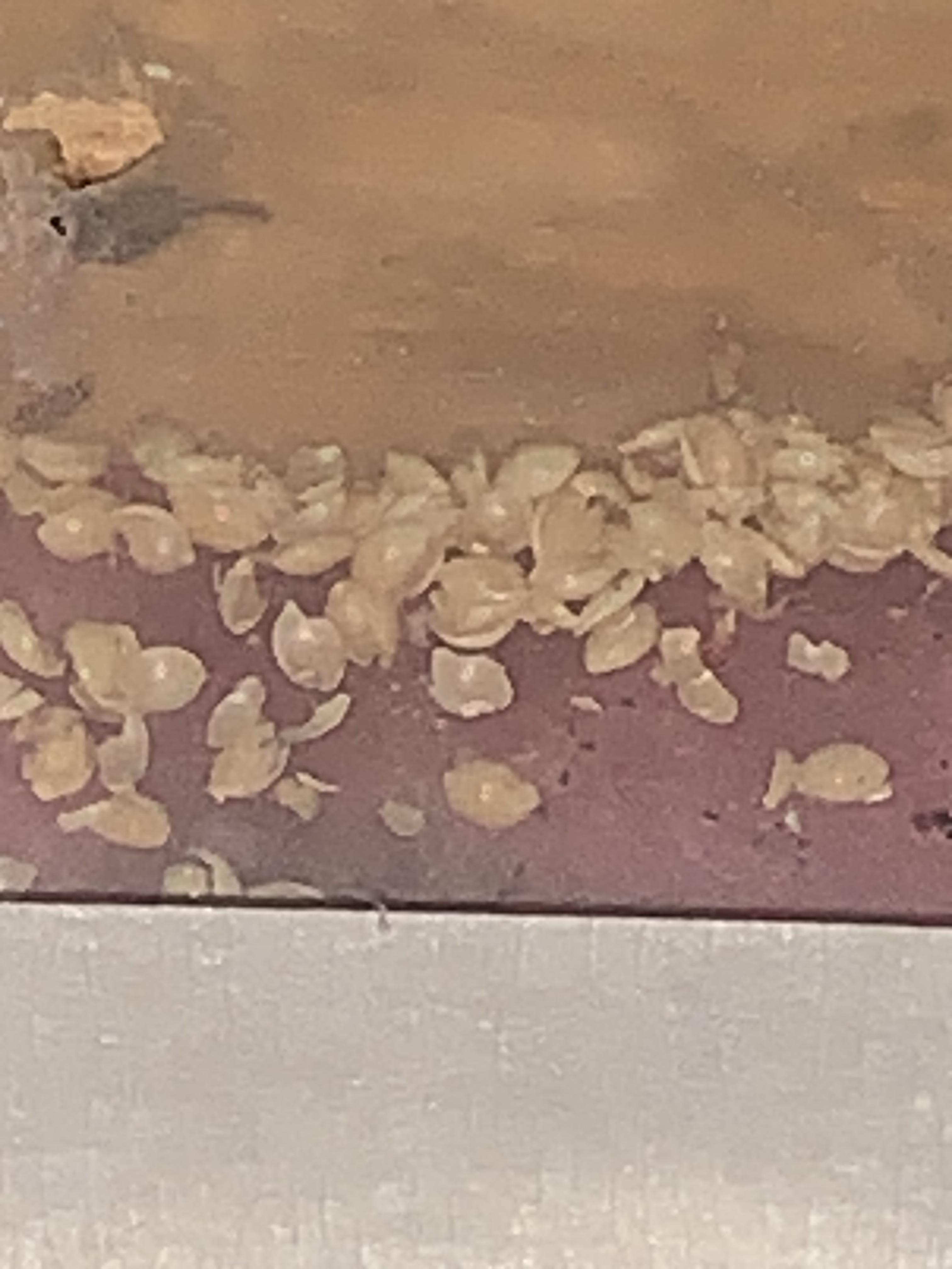 Found these things behind old drywall at my new place in Minnesota. Any