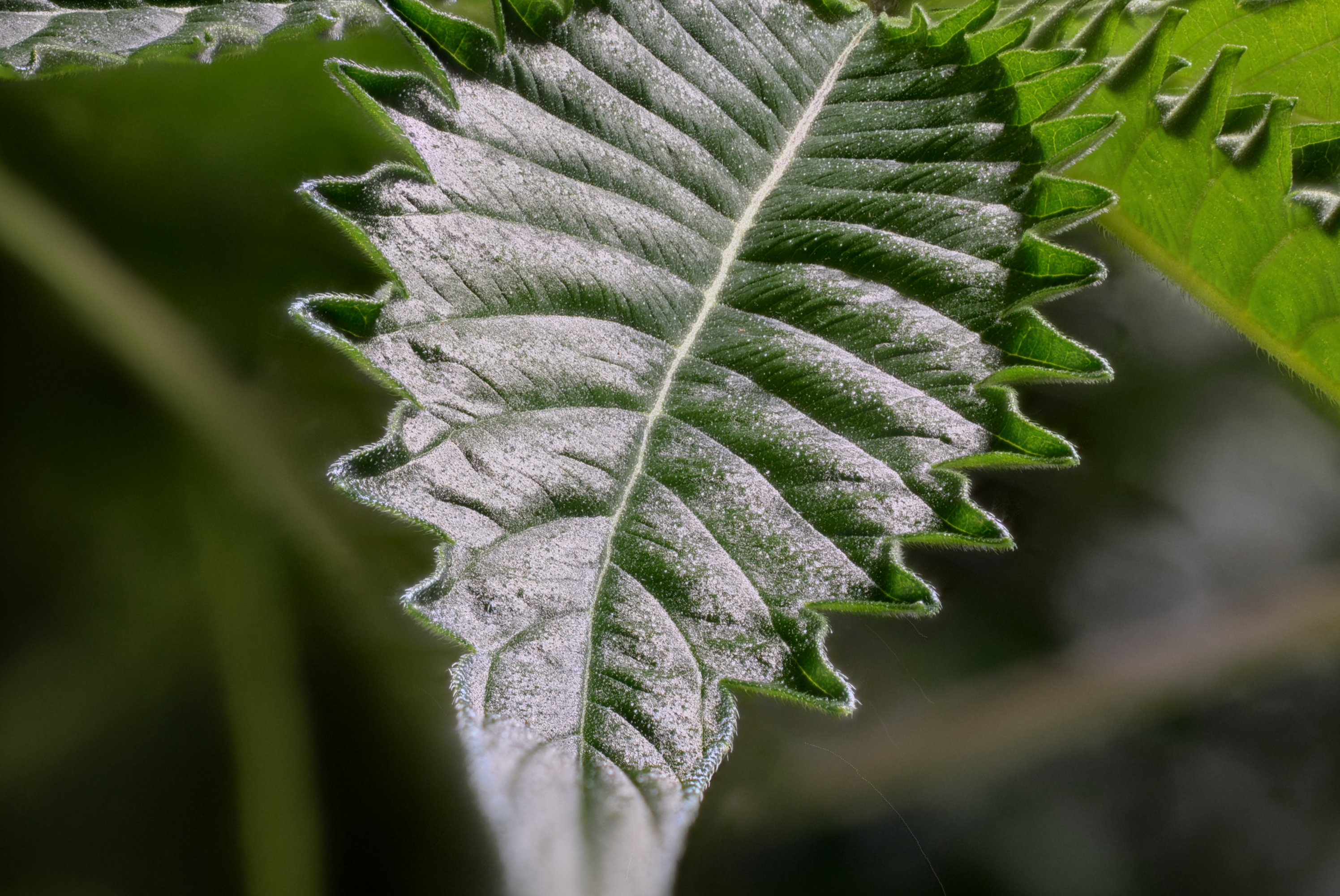 Sometimes a curling leaf edge is just a beautiful trait, not an