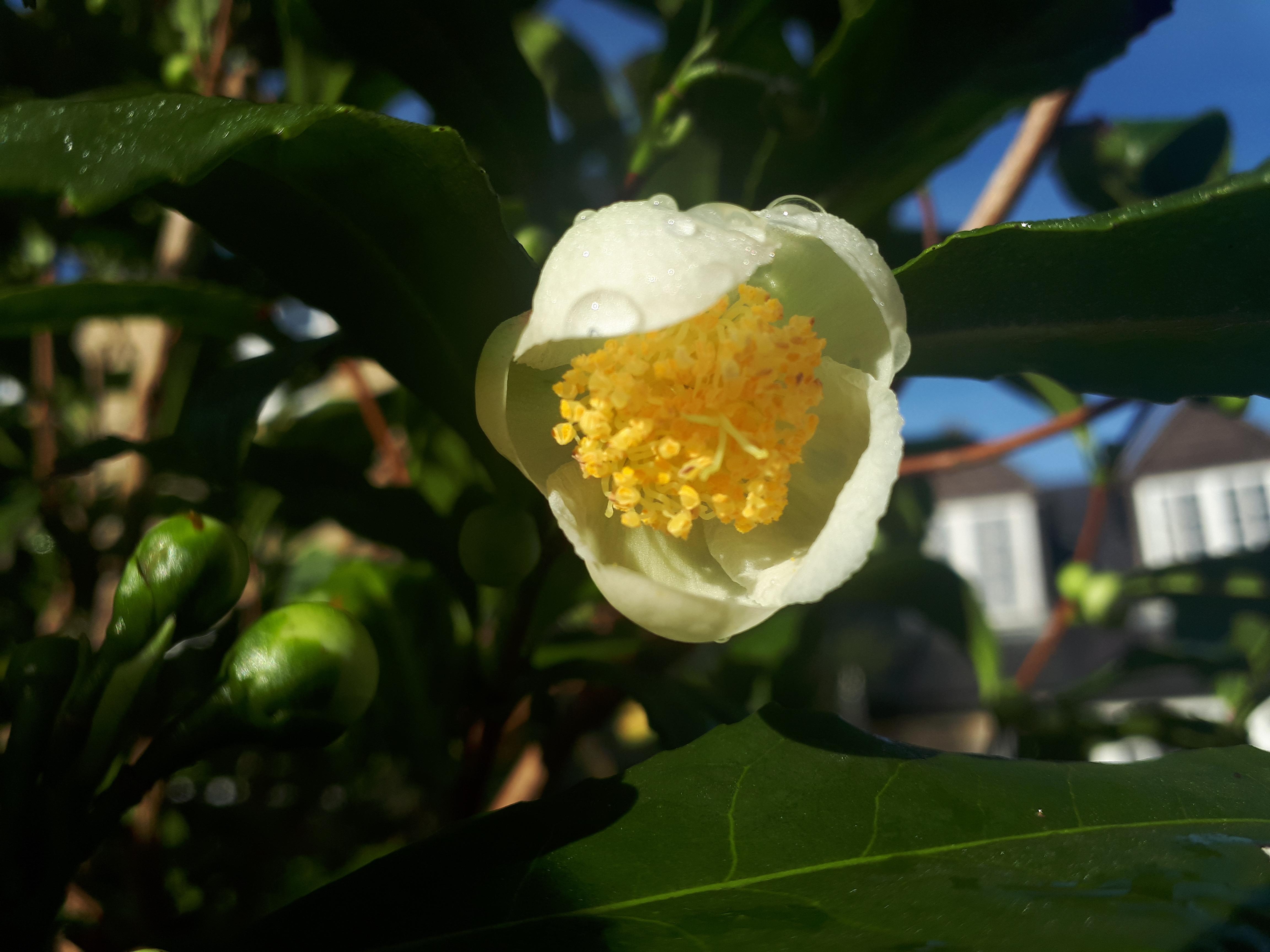 First flower of the autumn on my tea plant (camellia sinensis). I grew