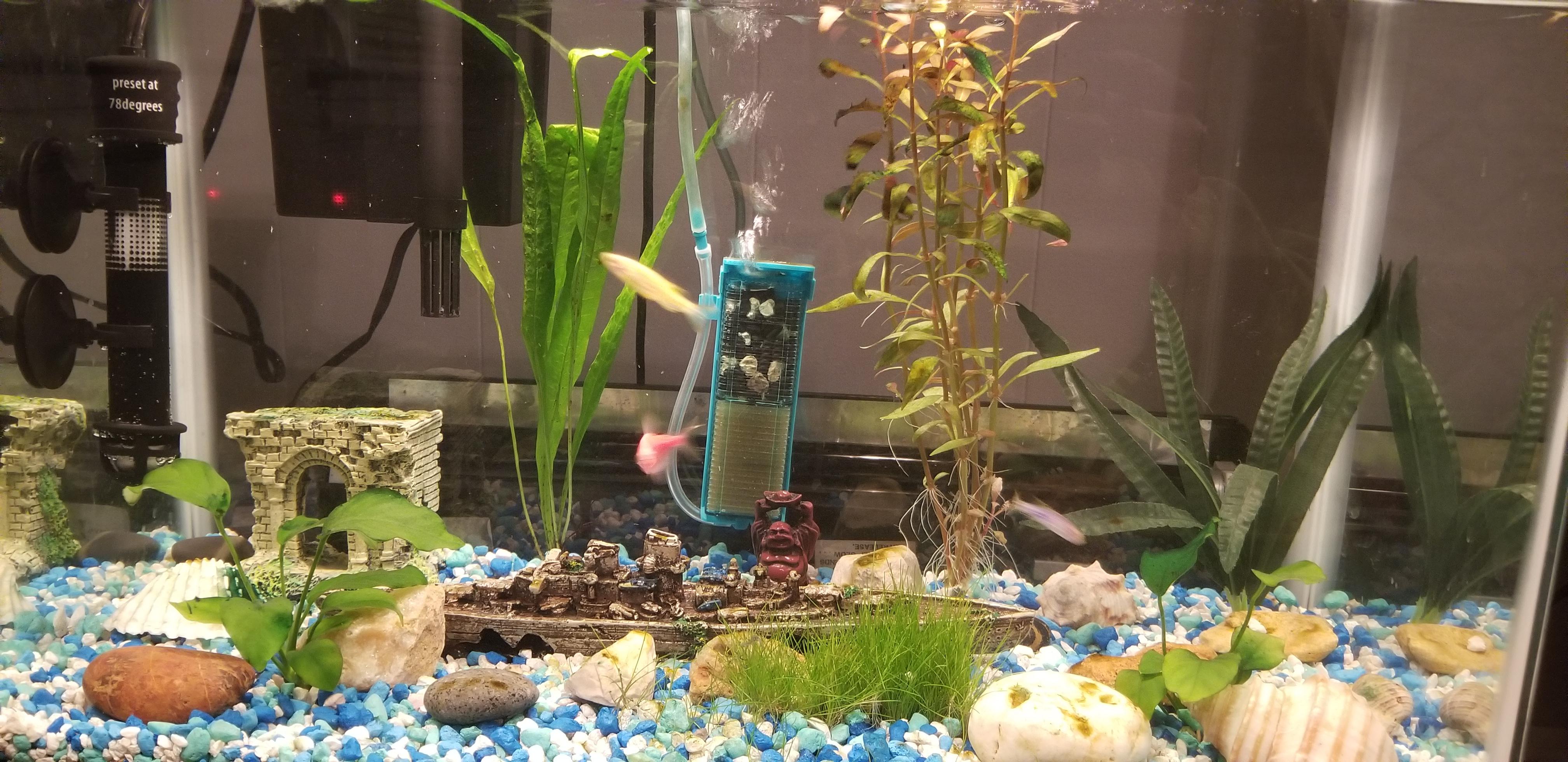 Switching to real plants from fakes r/PlantedTank