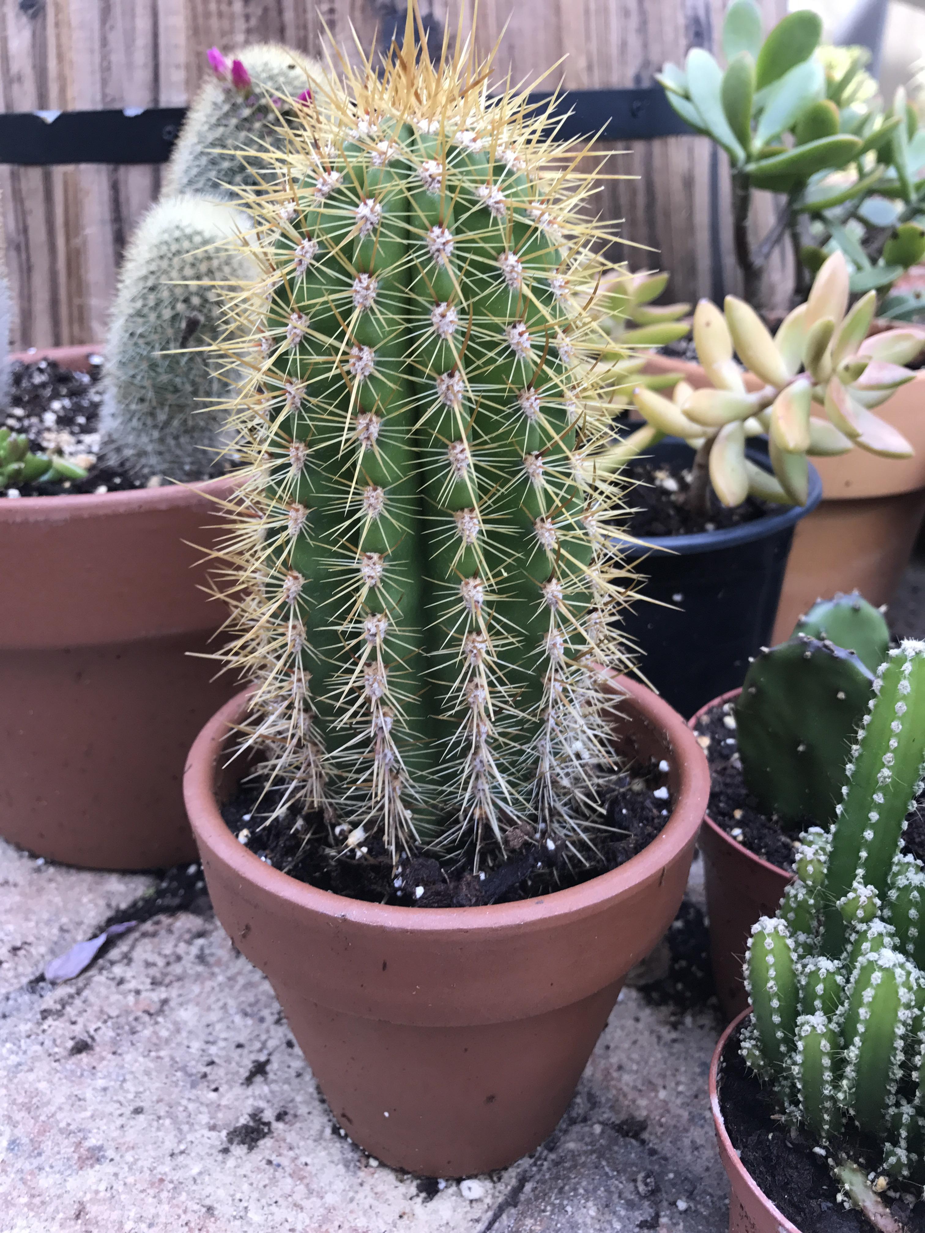 Can I get an ID? It fell out of its pot at Lowes and they were going to