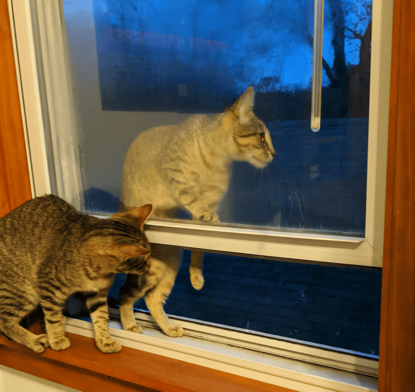 Kitten climbed into window and got stuck. Proceeded to