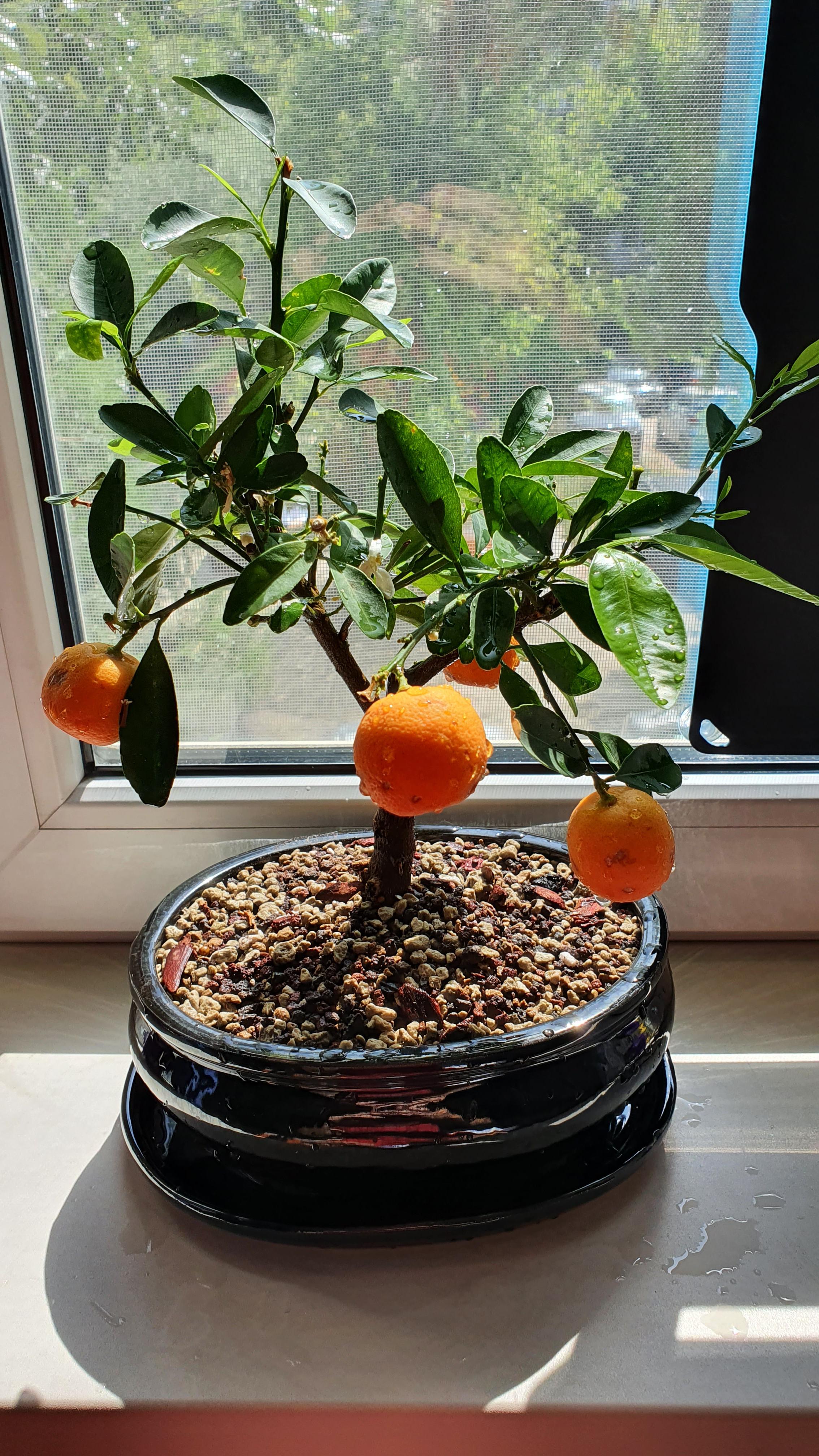 Orange tree bonsai? r/houseplants