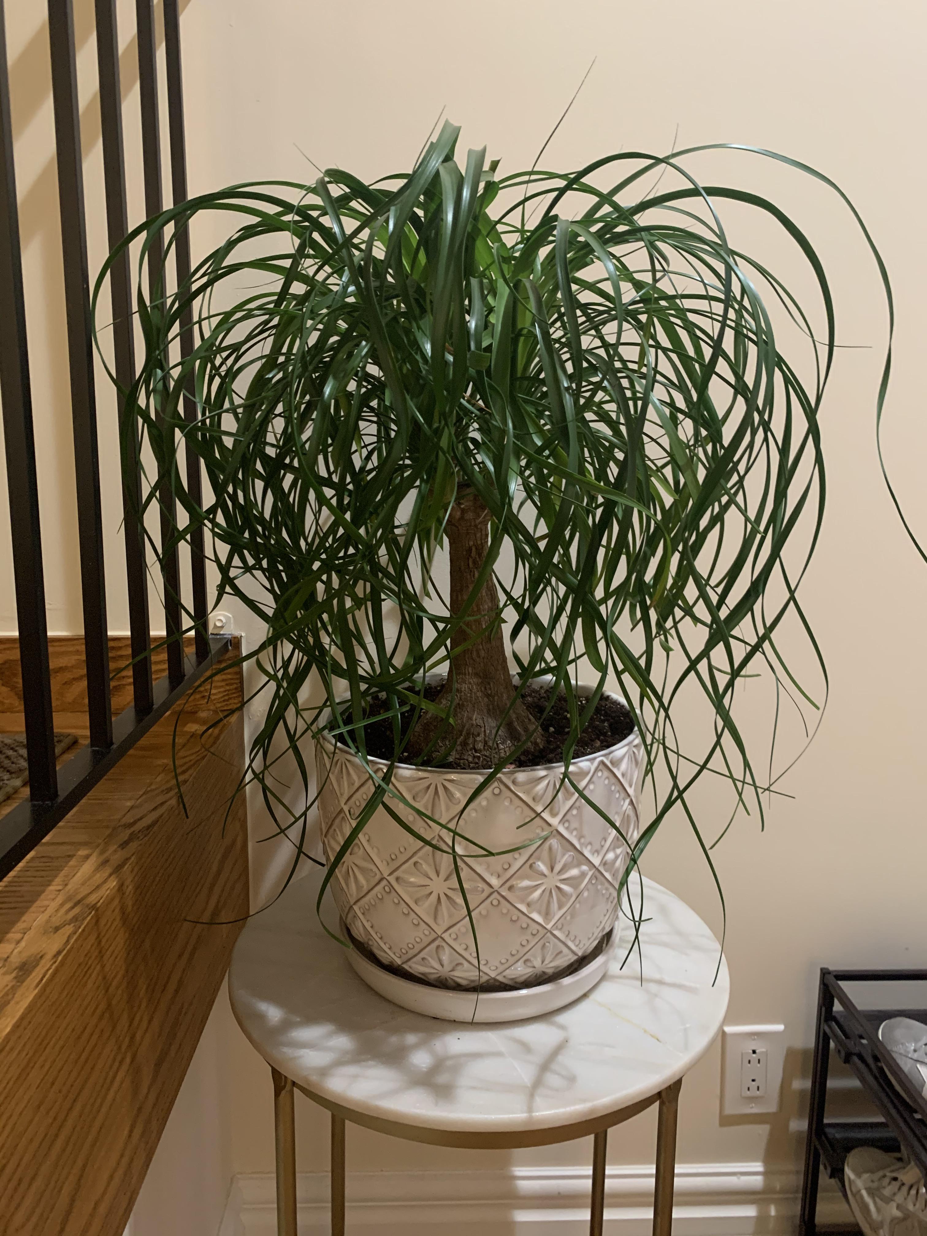 Good hair day r/houseplants