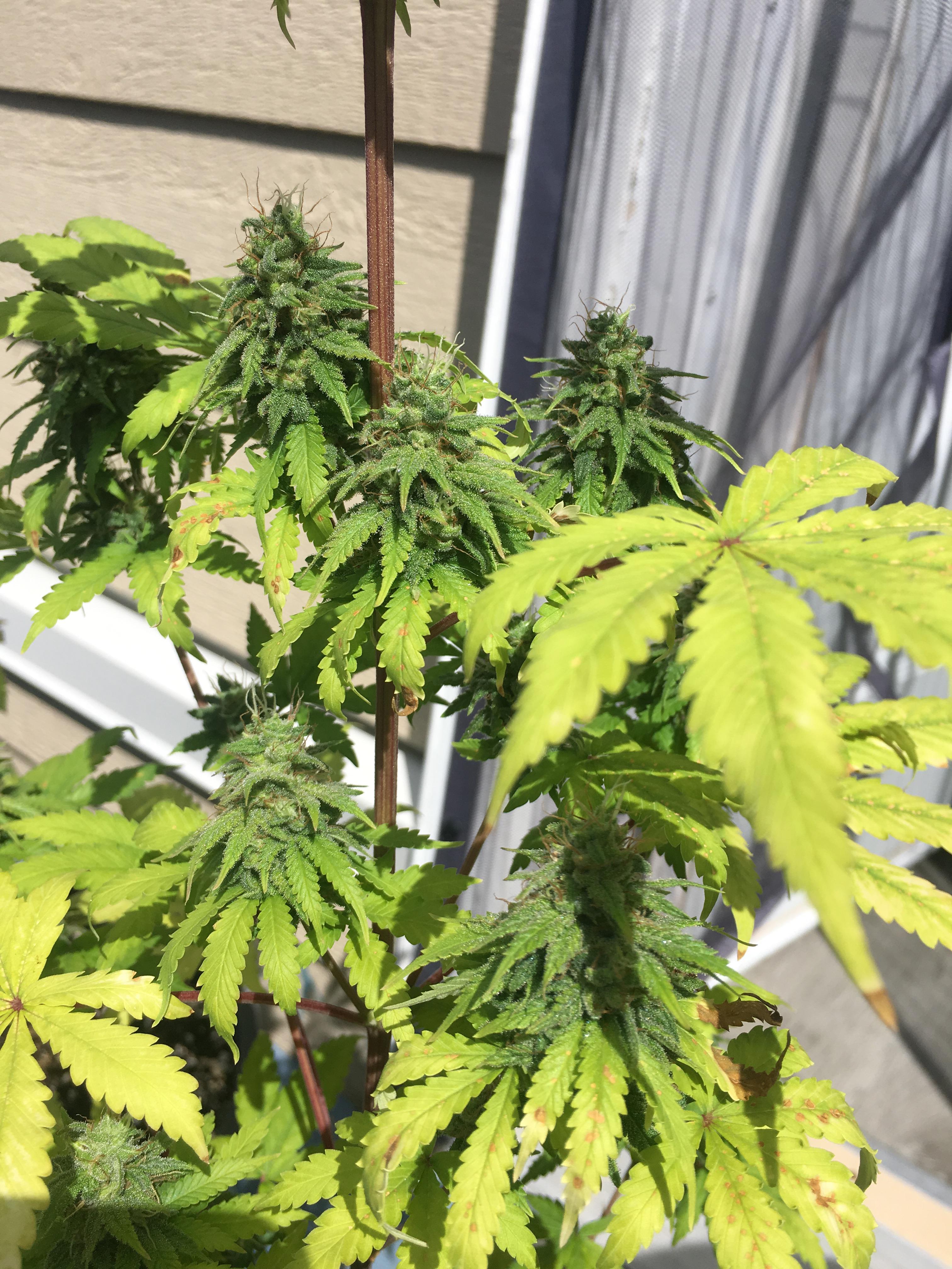 Most classic Canadian strain where I'm from in Ontario, Friesland