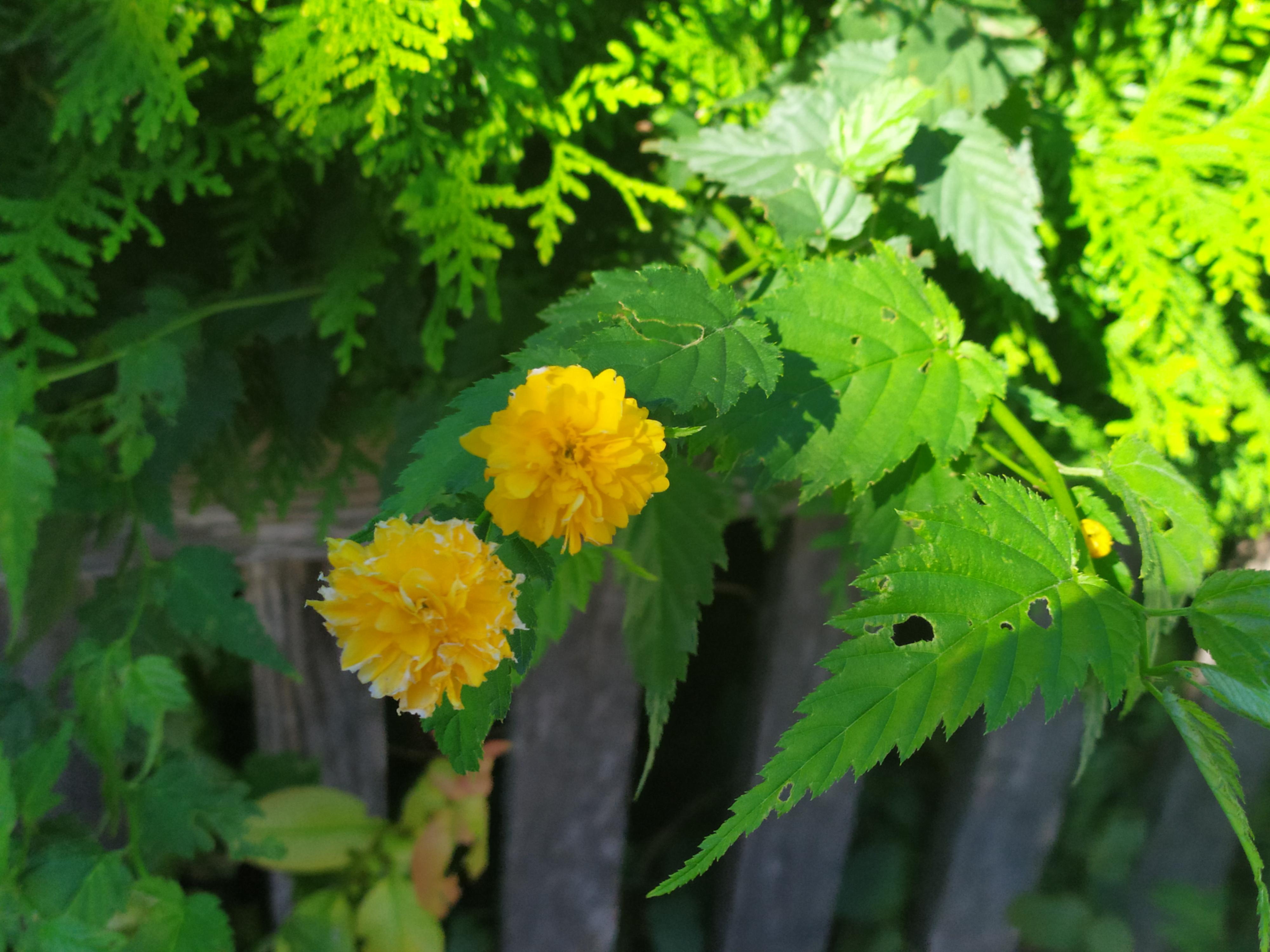 What's the name of these ? r/flowers