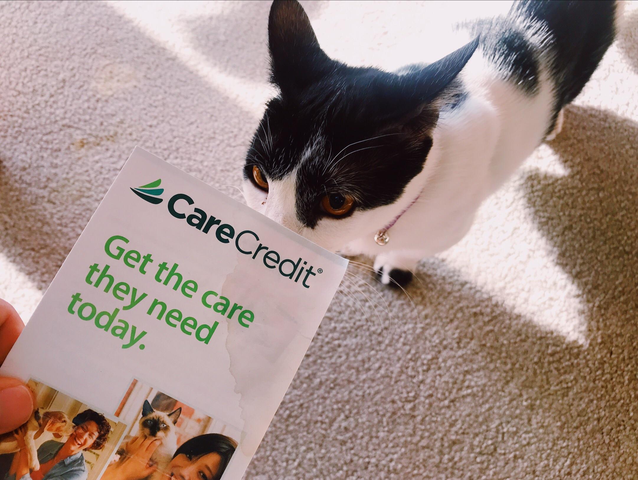 She peed on the brochure. Even she thinks it’s a bit sketchy r/cats