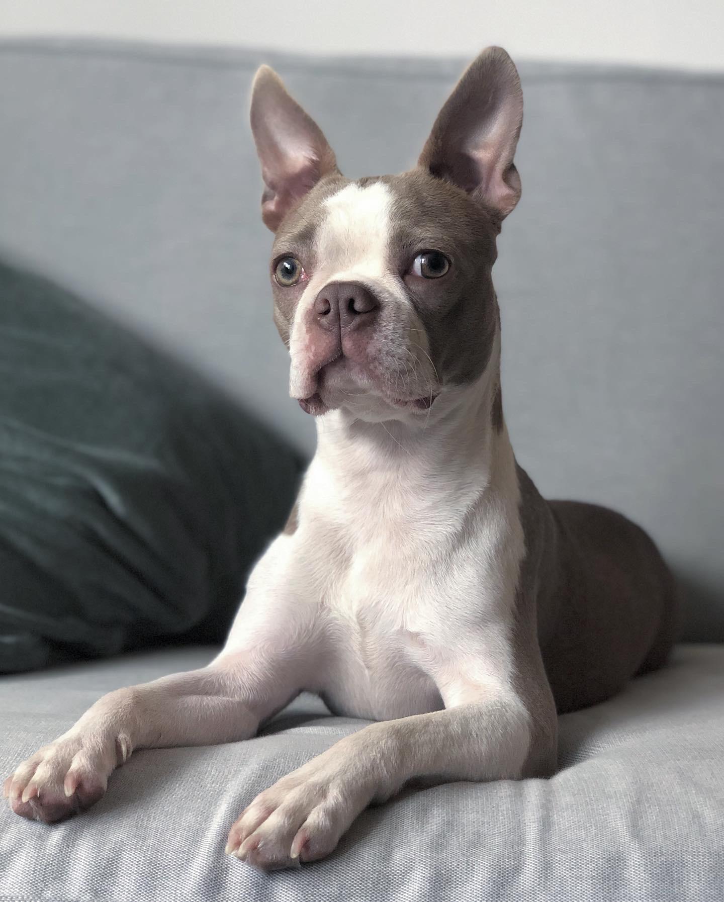 Lilac Boston Terrier
