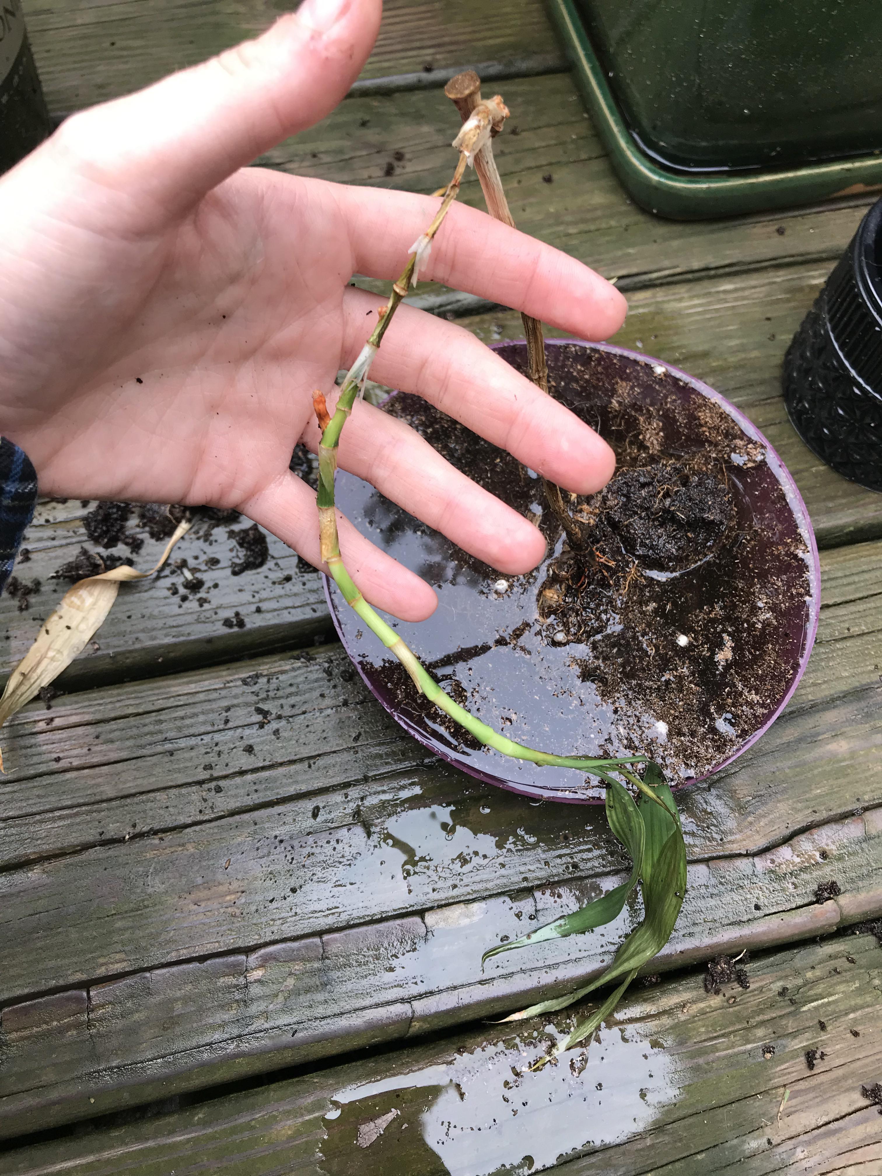 Is there any hope for this bamboo? gardening