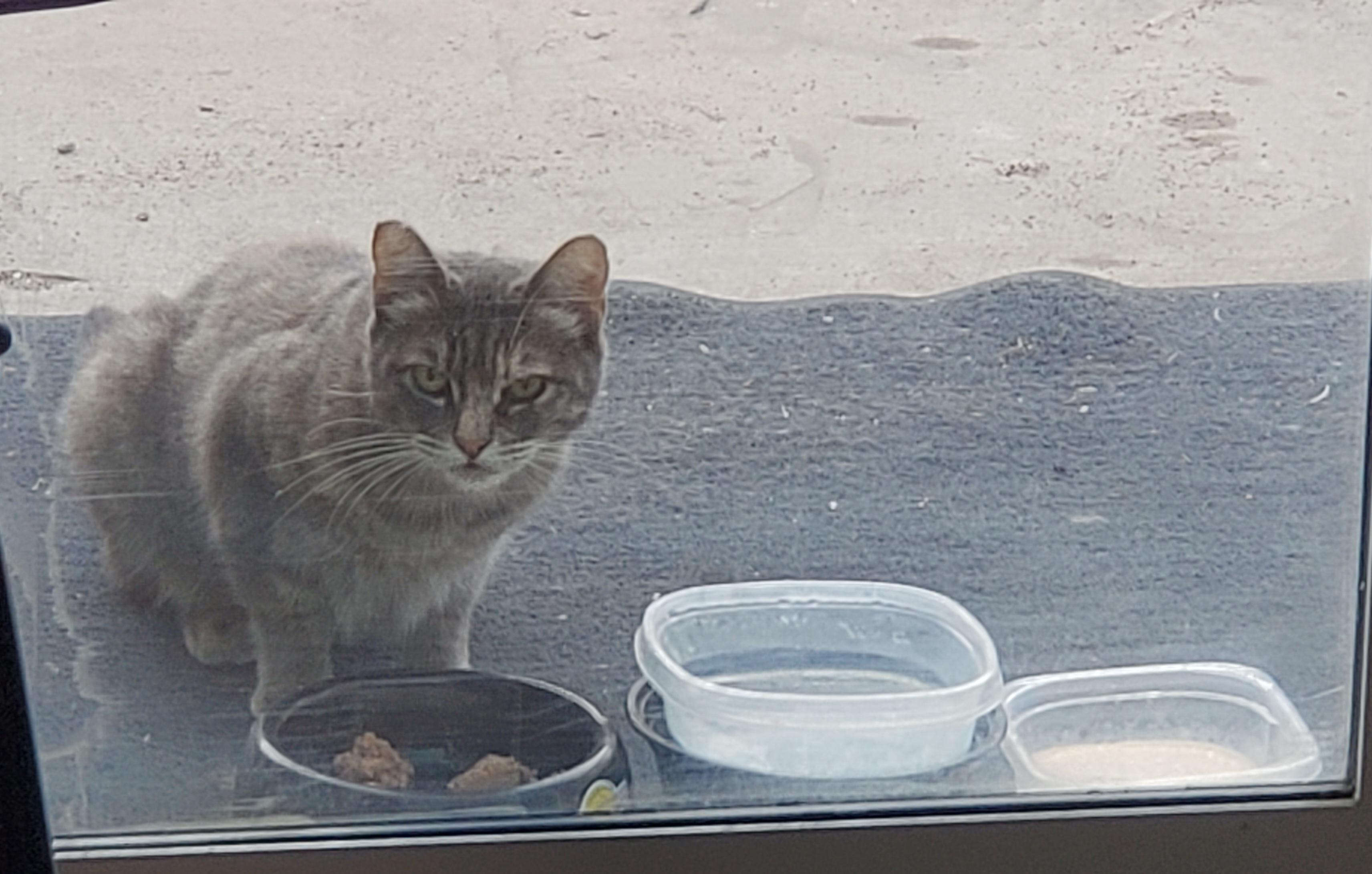 How to win over an alley cat I've been feeding? He waits next to my
