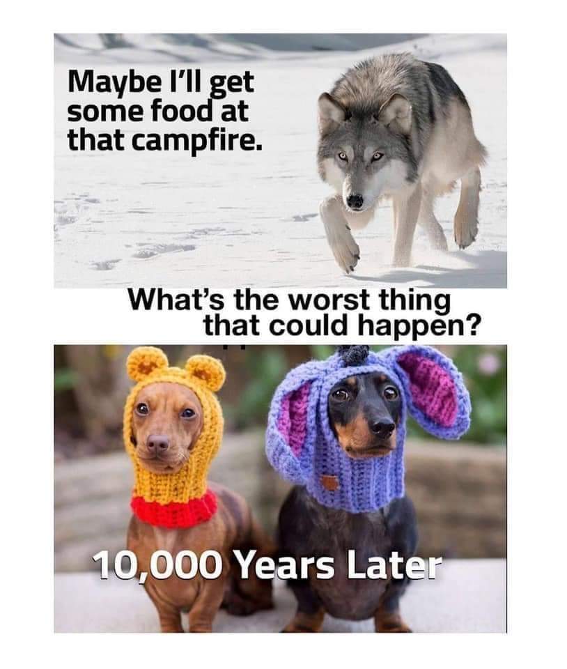 Unsuspecting wolf turn to doggos meme