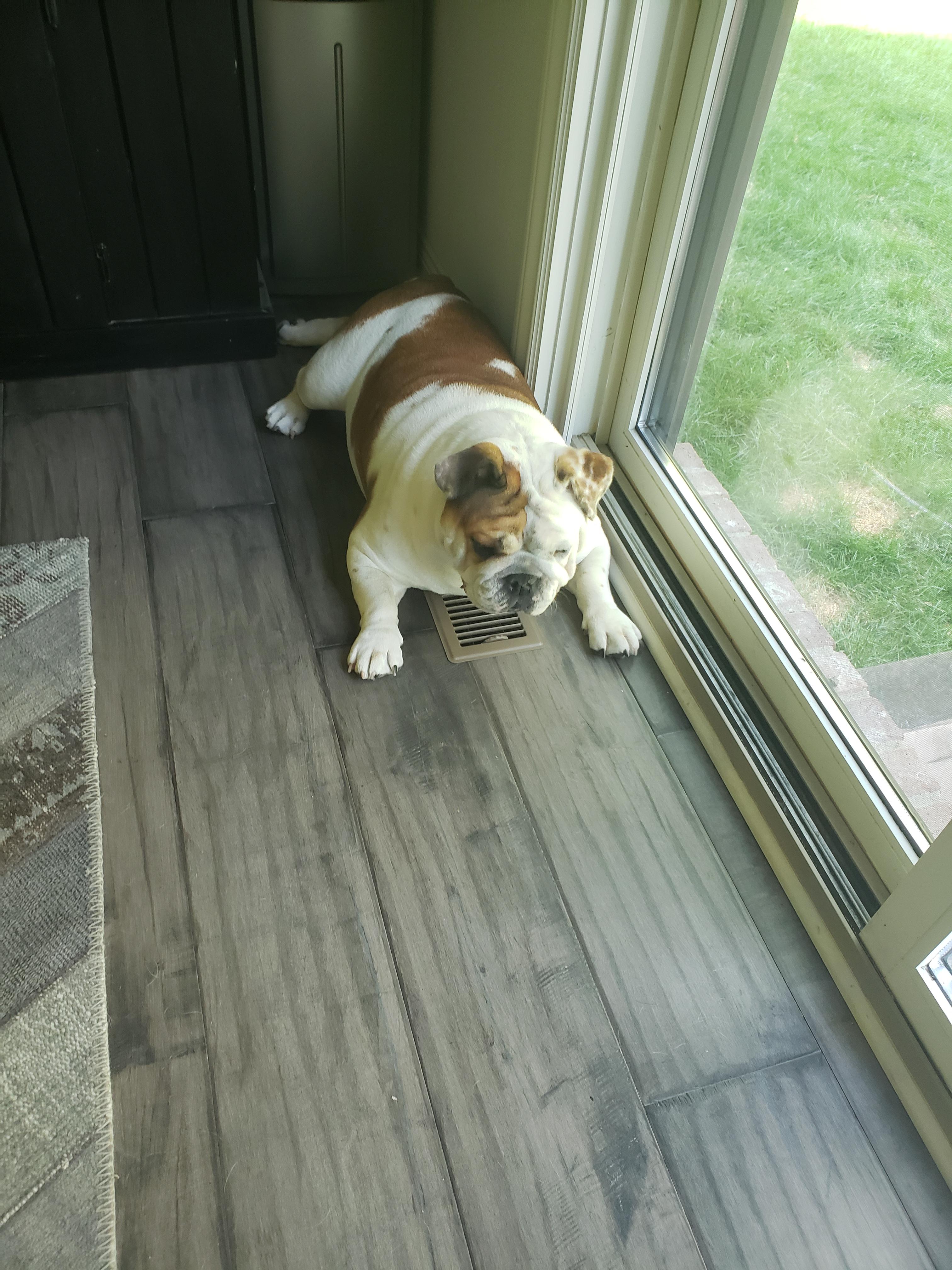 Come inside out of the heat and lay on top of the AC vent, problem solved. Screw everyone else